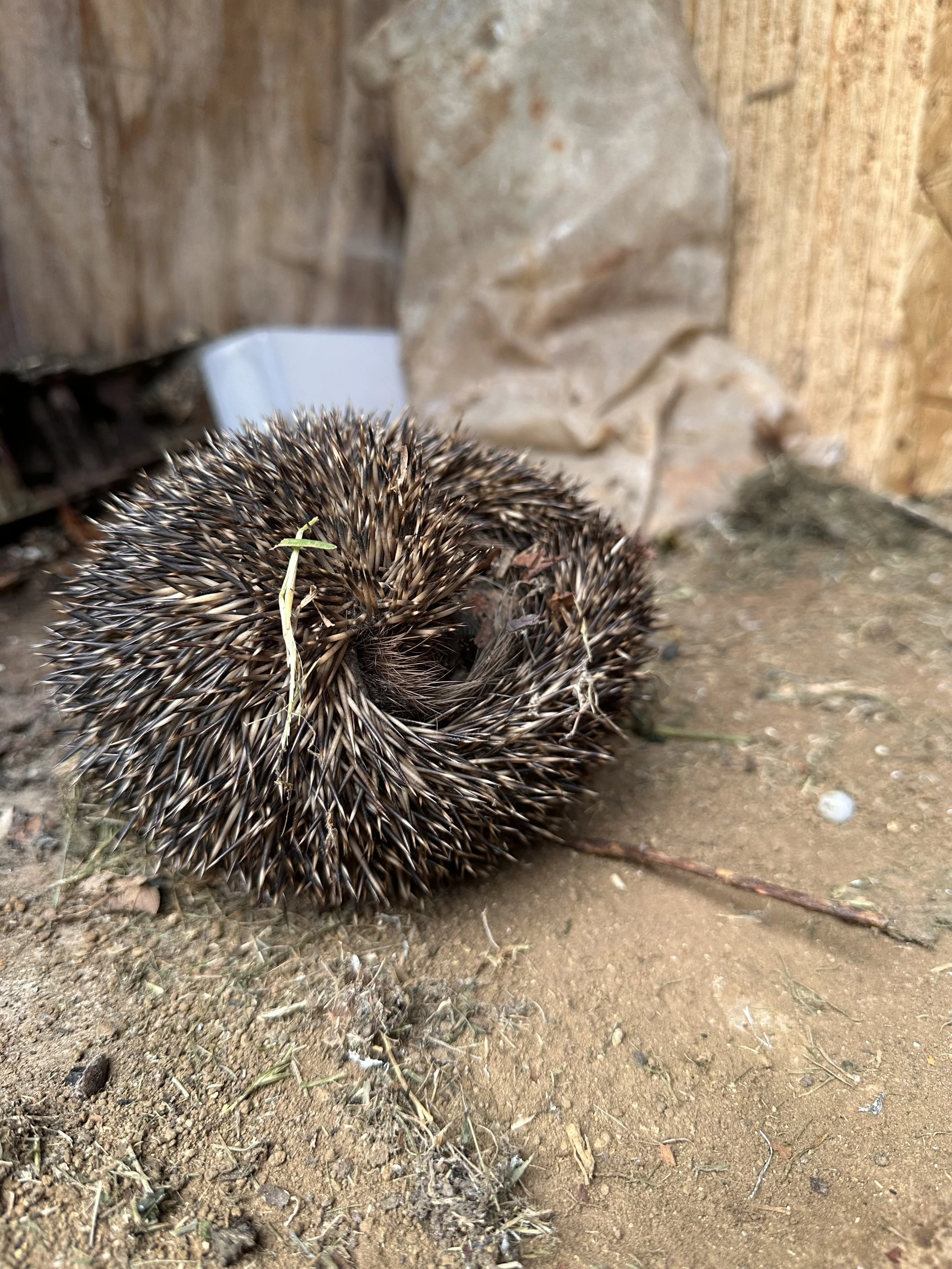 Garden Wildlife Survey
