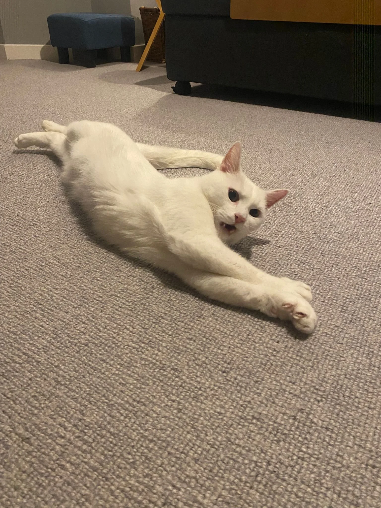 WhatsApp Image 2026-02-25 at 05.53.26 (2).jpeg