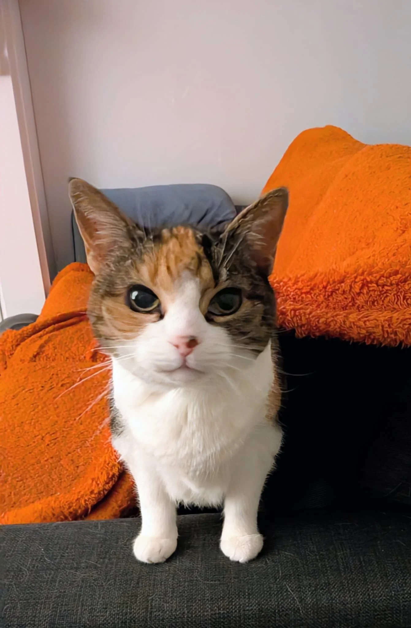 WhatsApp Image 2026-02-25 at 05.53.23 (2).jpeg