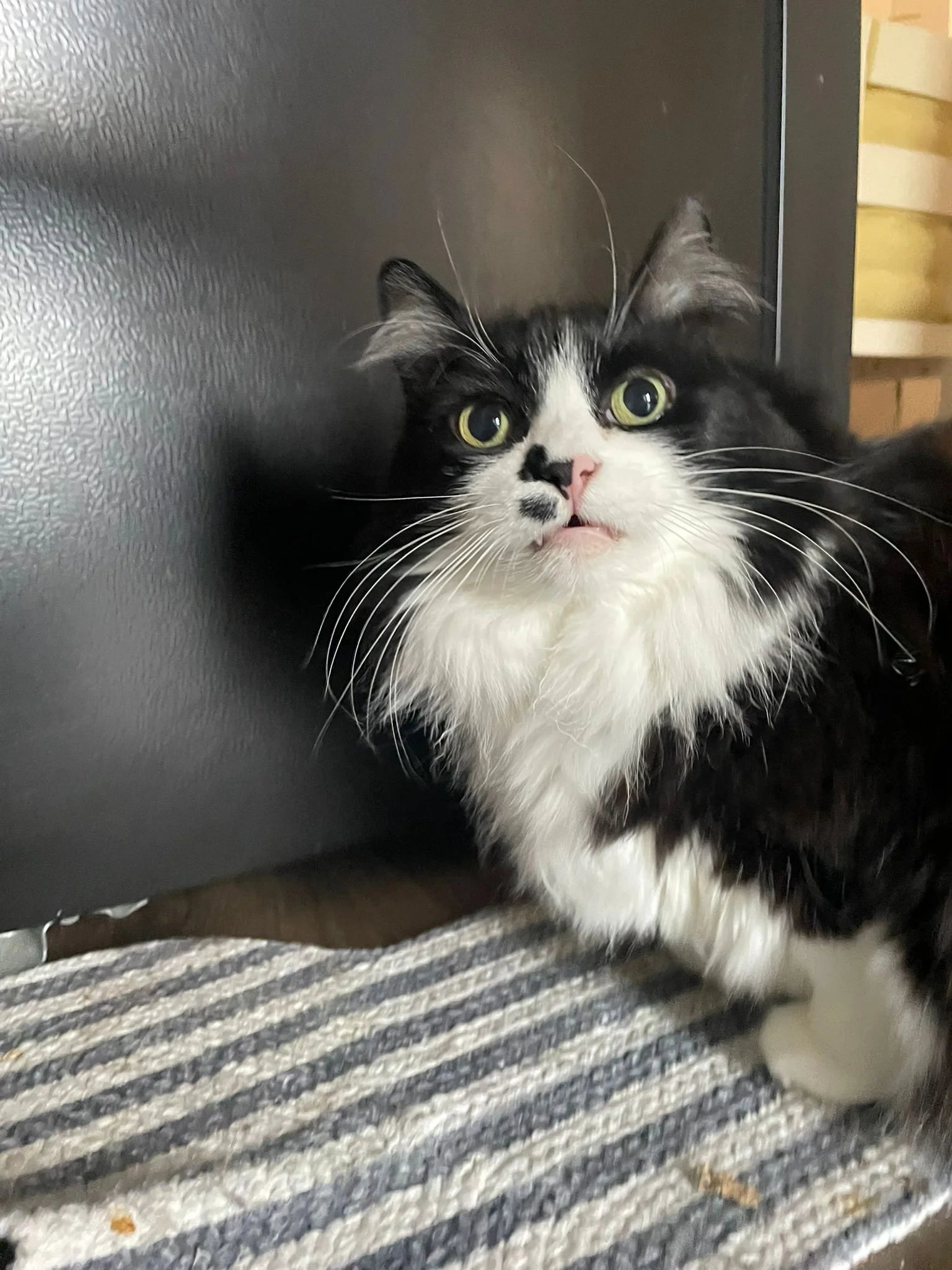 WhatsApp Image 2026-02-25 at 05.53.27 (2).jpeg