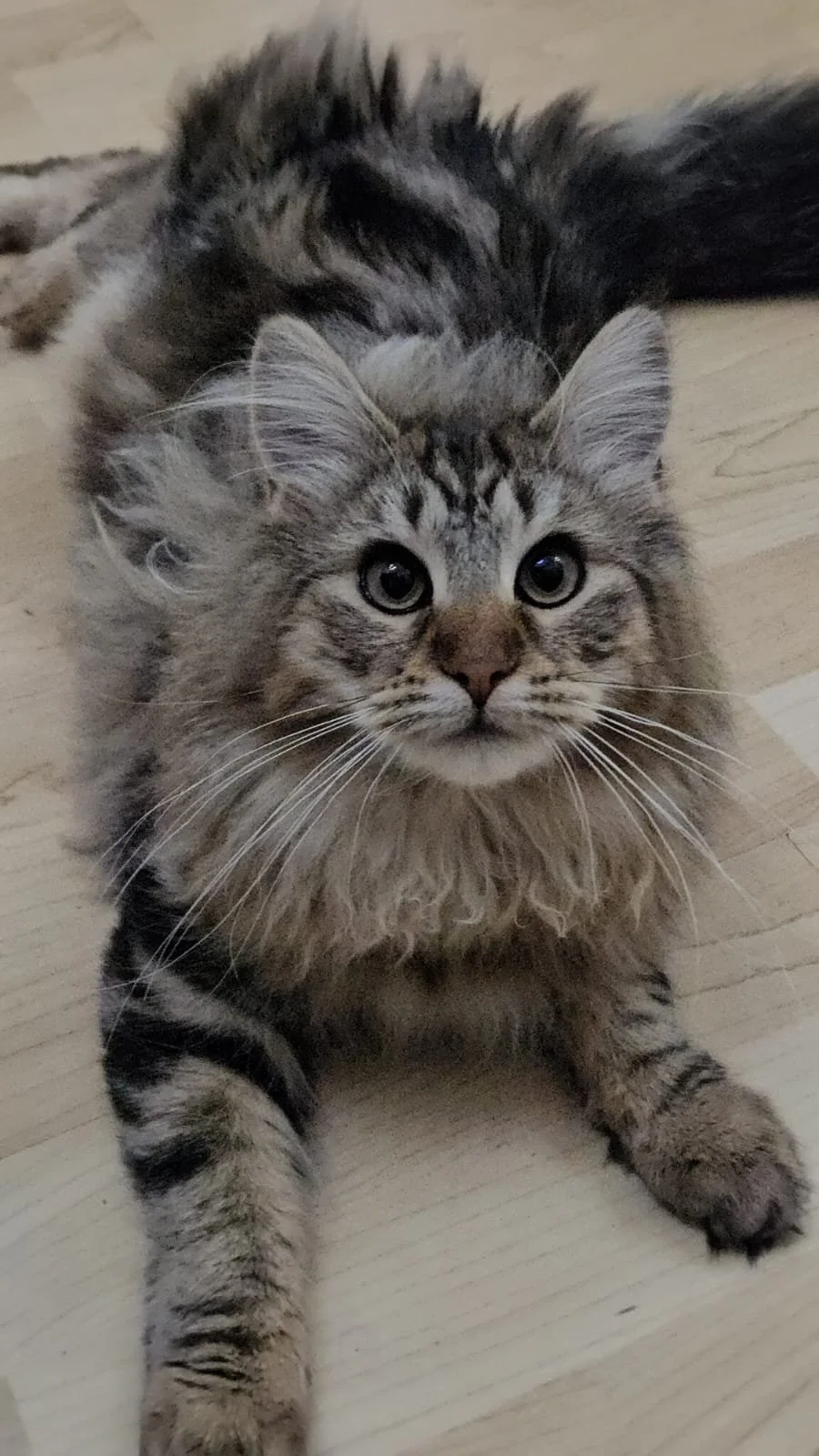 WhatsApp Image 2026-02-25 at 05.53.44.jpeg