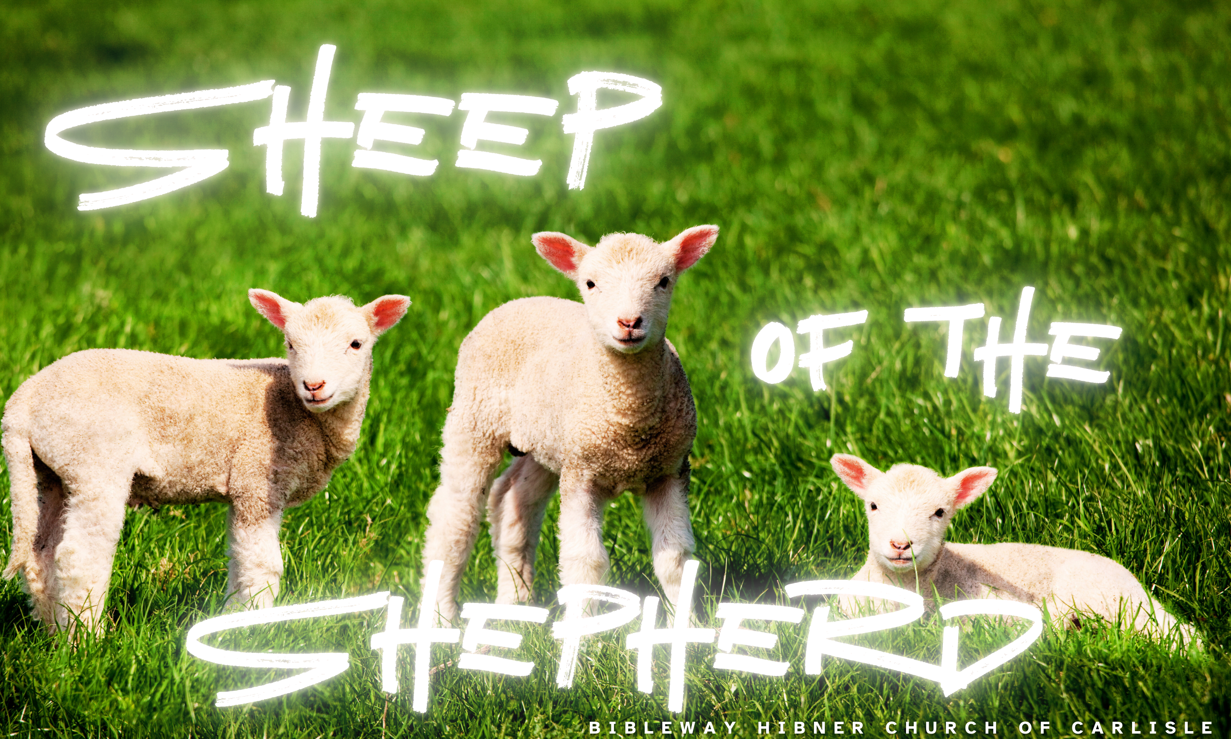 Groups: Sheeps of the Shepherd