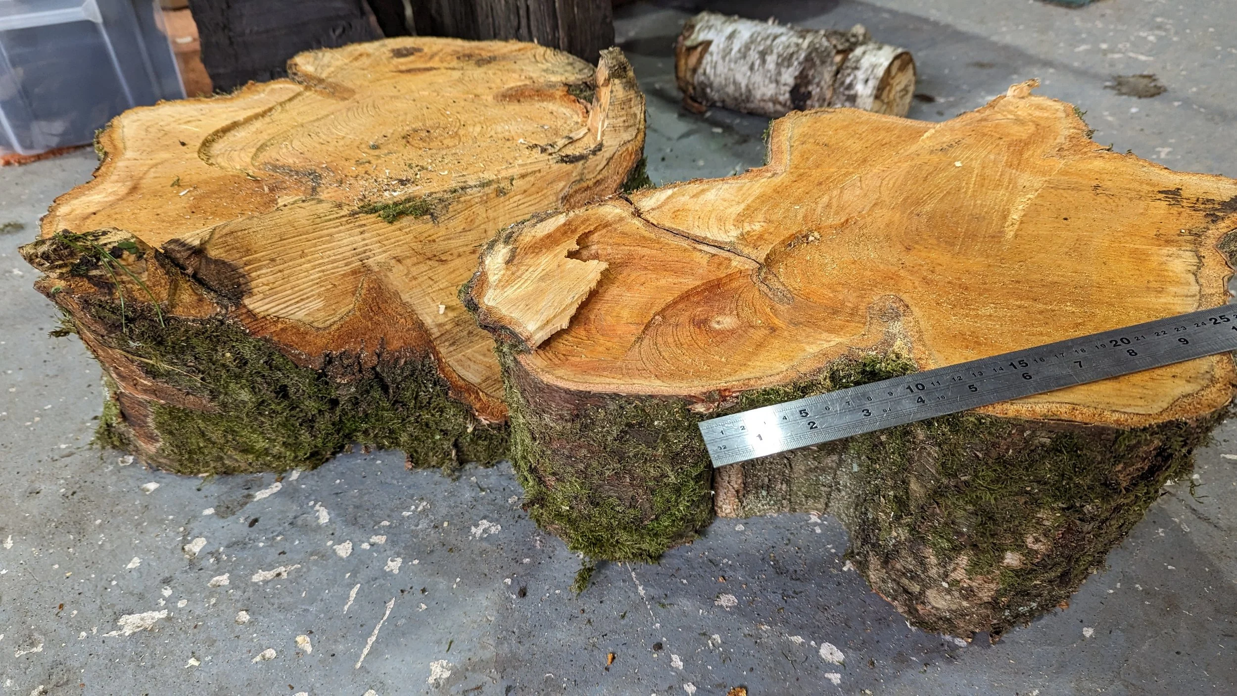 Two large pieces of silver birch being prepared to make blanks