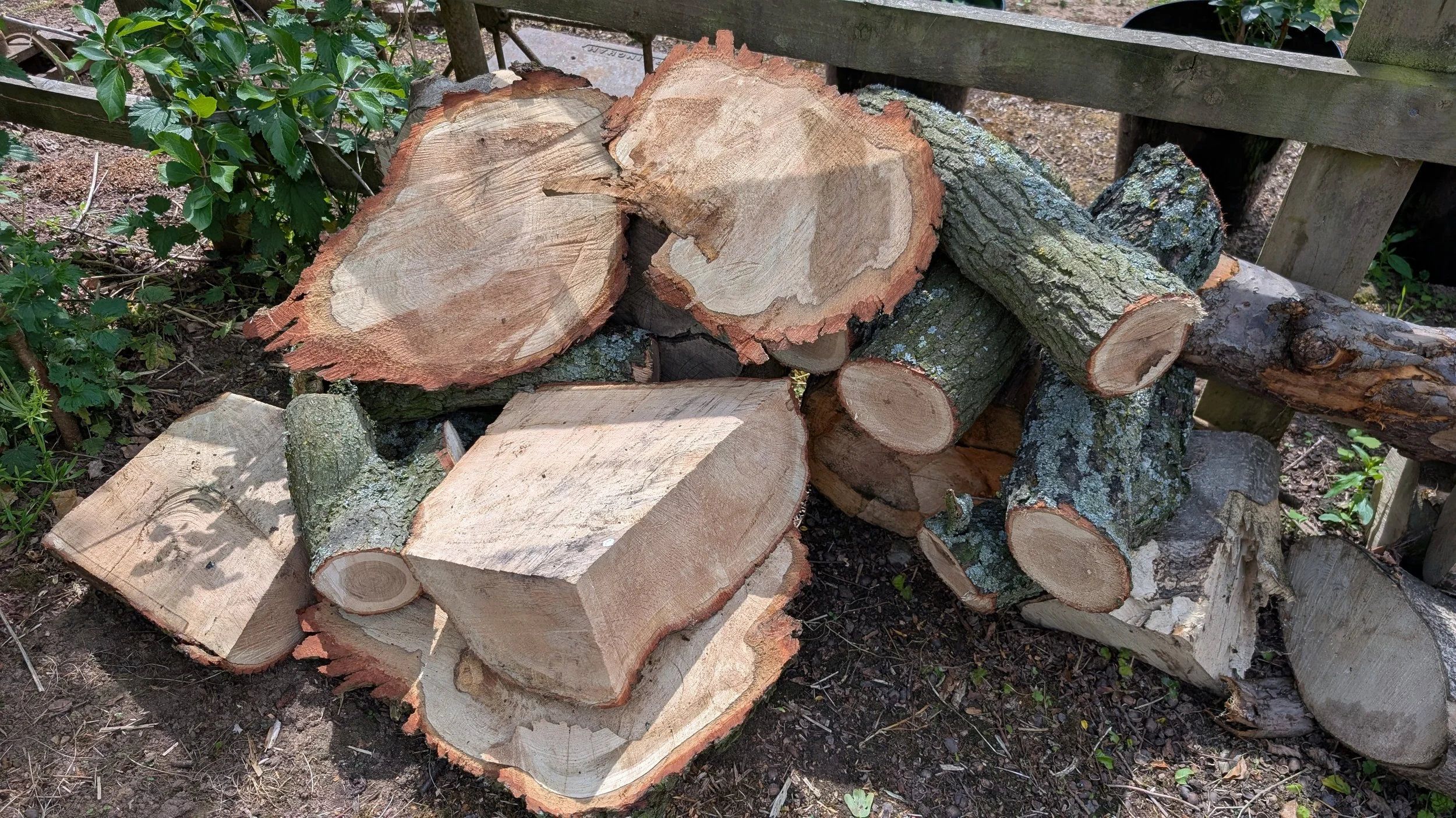 Veteran Shropshire Oak
