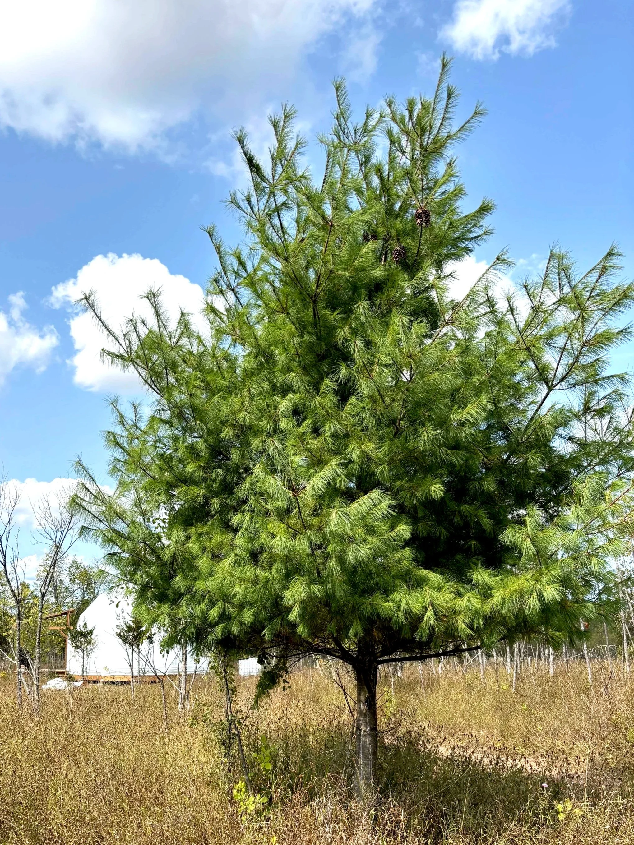 An Eastern white pine tree surrounded by grasses. In the background is a white geodesic glamping dome and a blue sky with white puffy clouds.