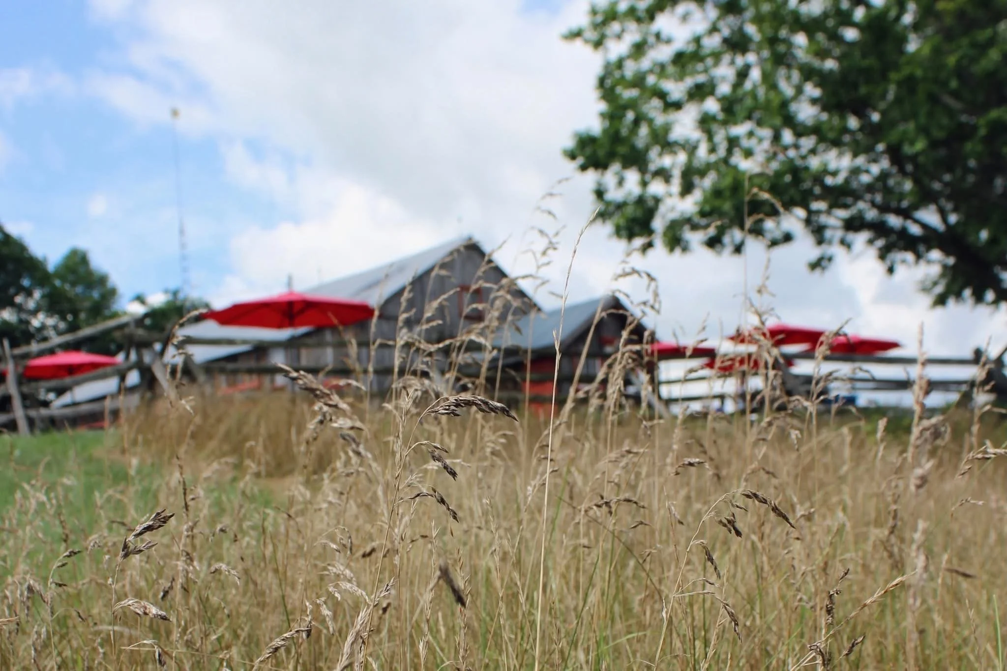 Ecotay Harvest Sunday Market