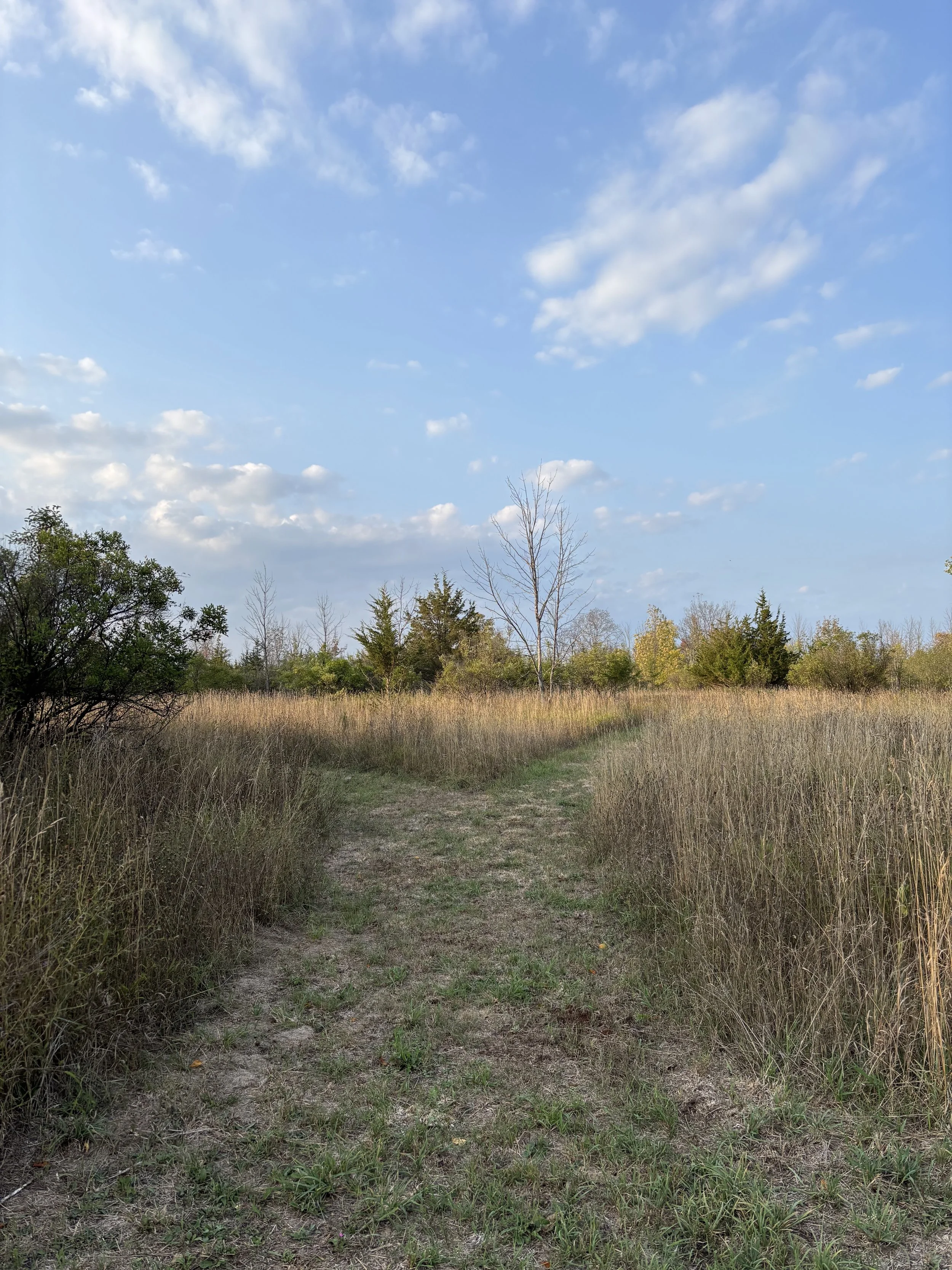 A grassy forked trail lined by tall grass and a mix of trees against a backdrop of blue sky with white puffy clouds
