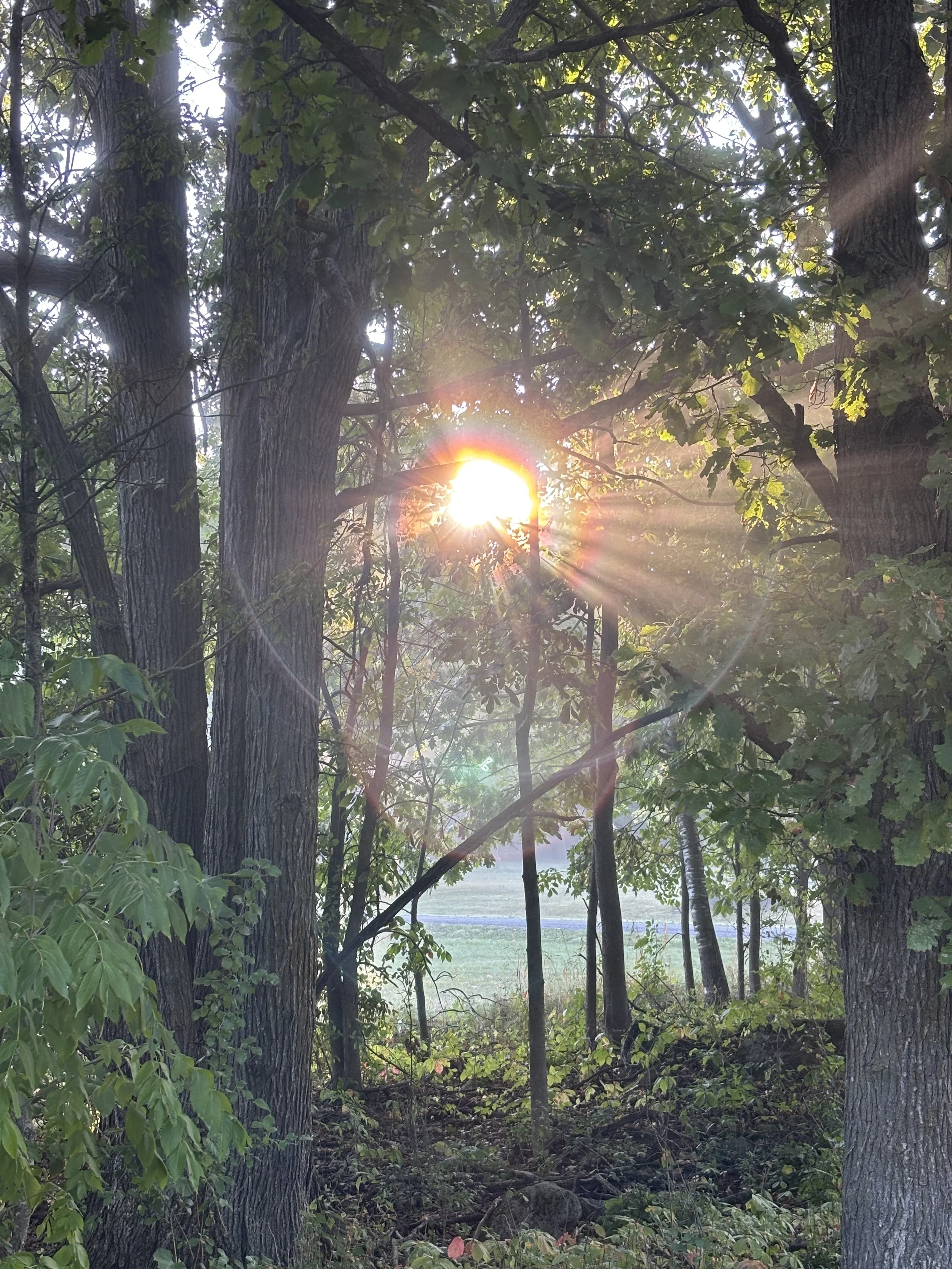 Sunlight shining through a canopy of trees in a wooded area, with the sun visible through the leaves.