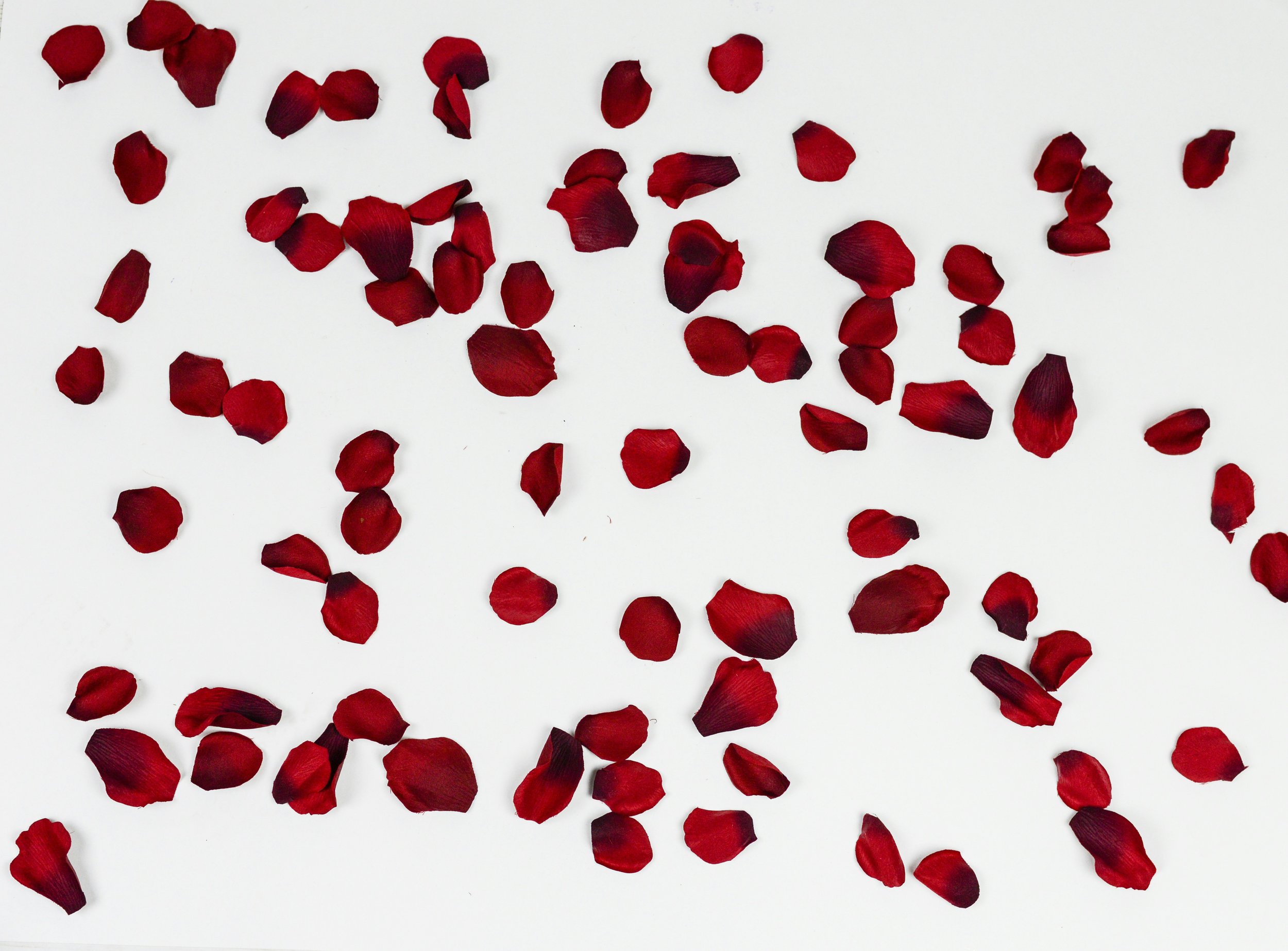 Red rose petals scattered on a white background