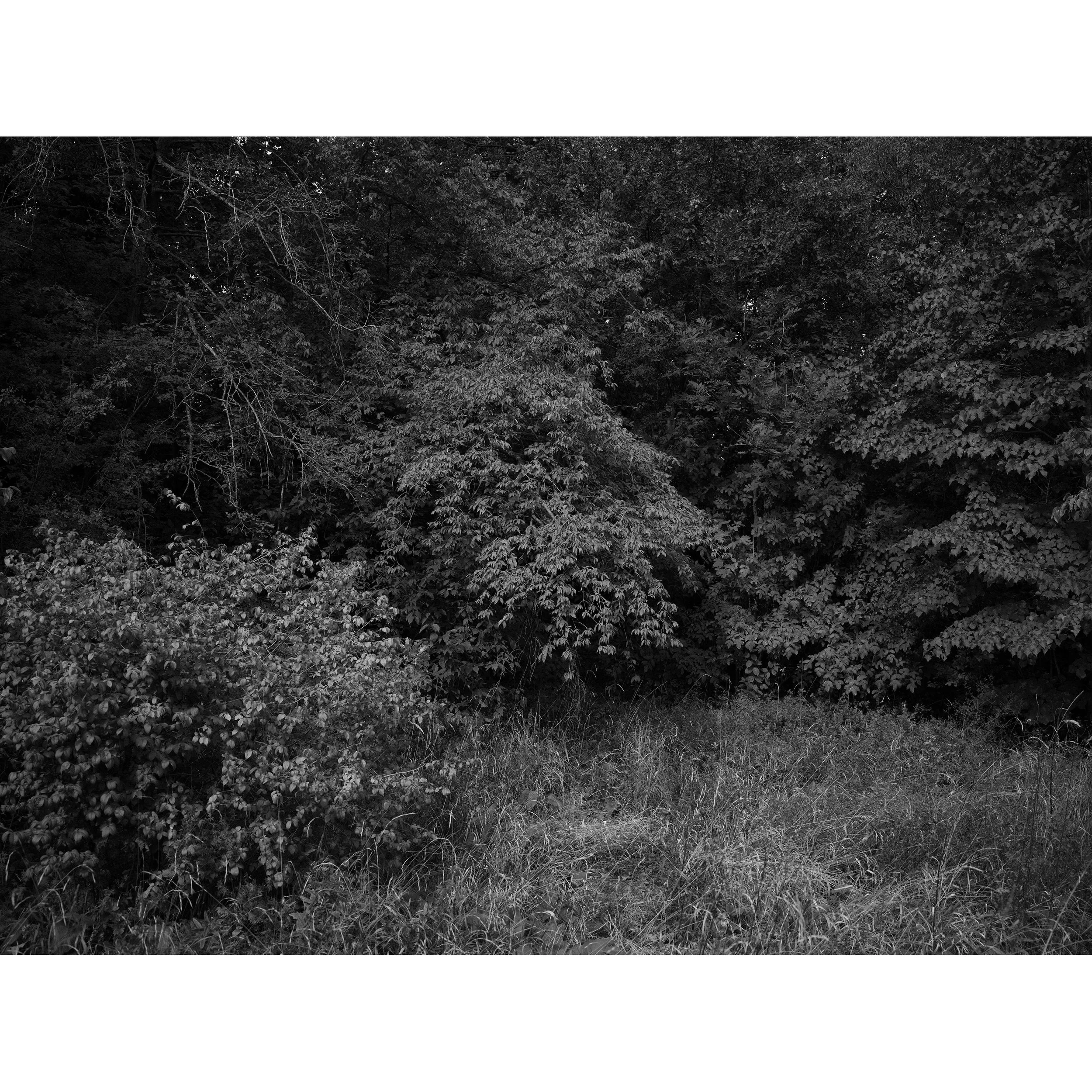 Limbus III 3000px full.jpg