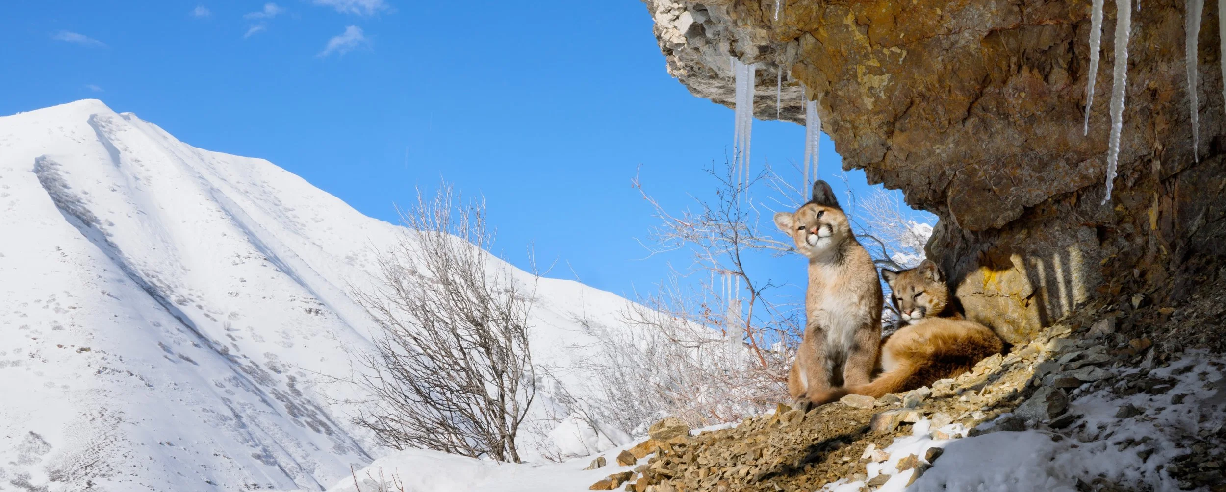 The Guardian Spotlights the Movement to Bring Catamounts Home