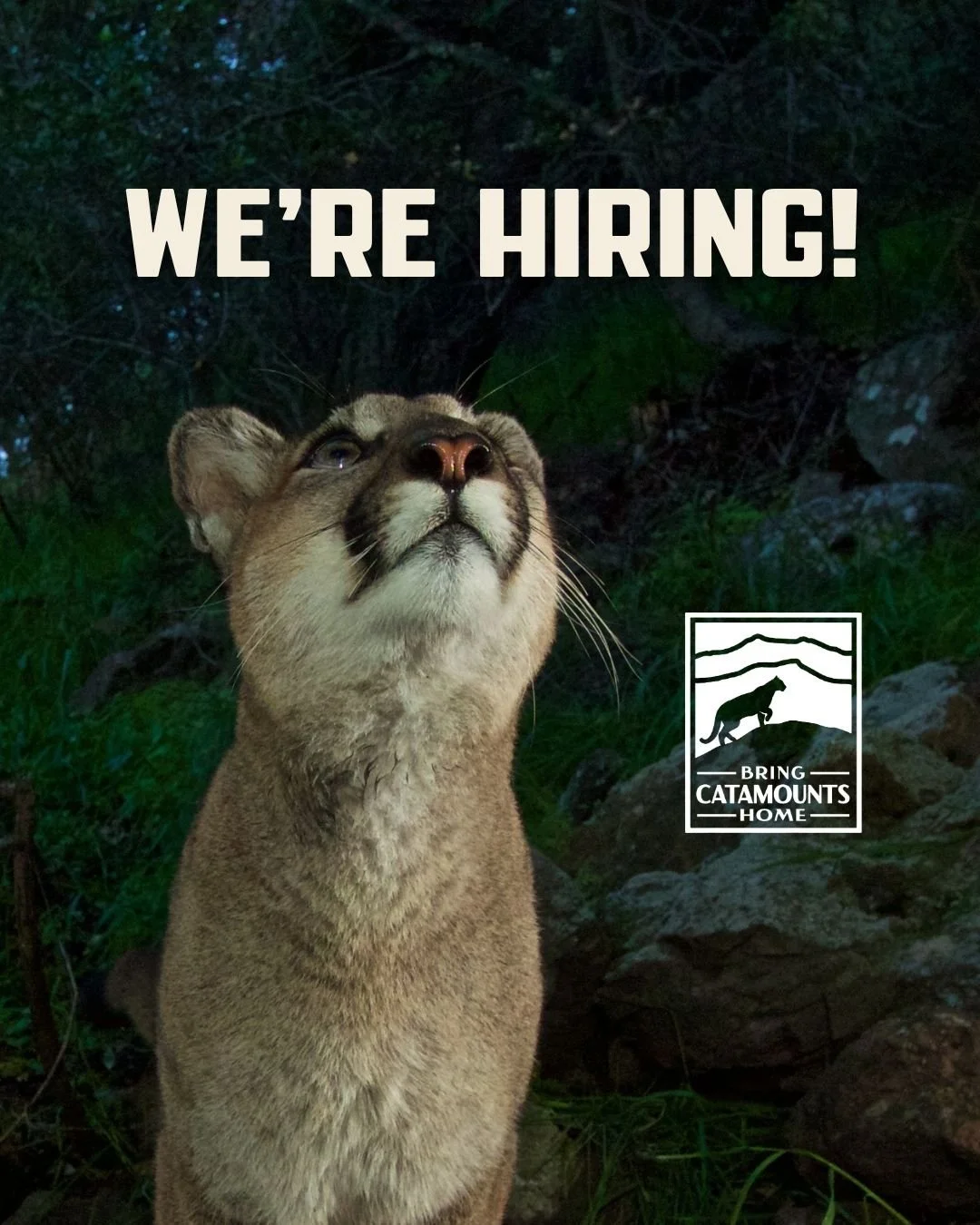 We’re Hiring: Grassroots Organizer for Bring Catamounts Home!