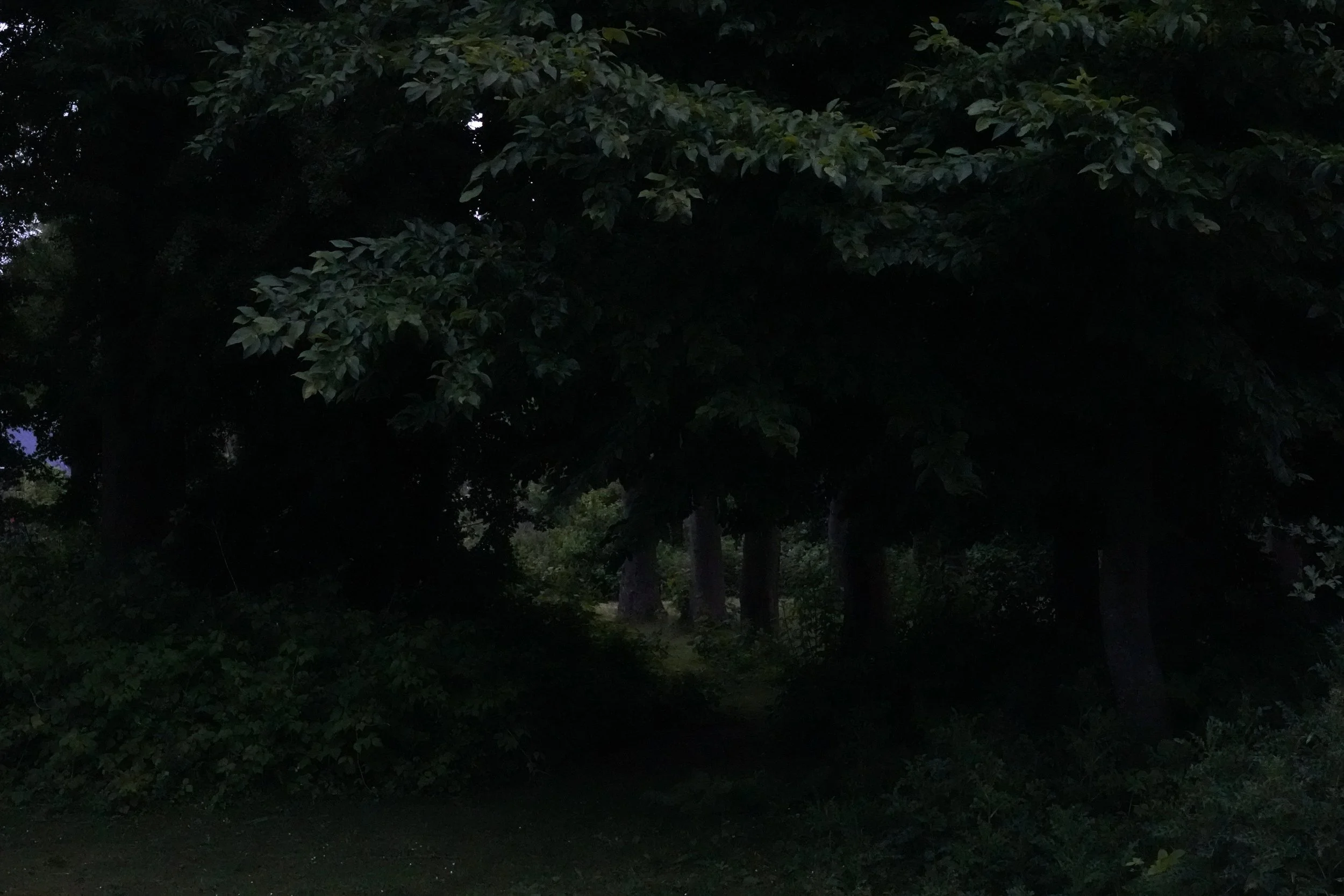 DSC03989.jpg