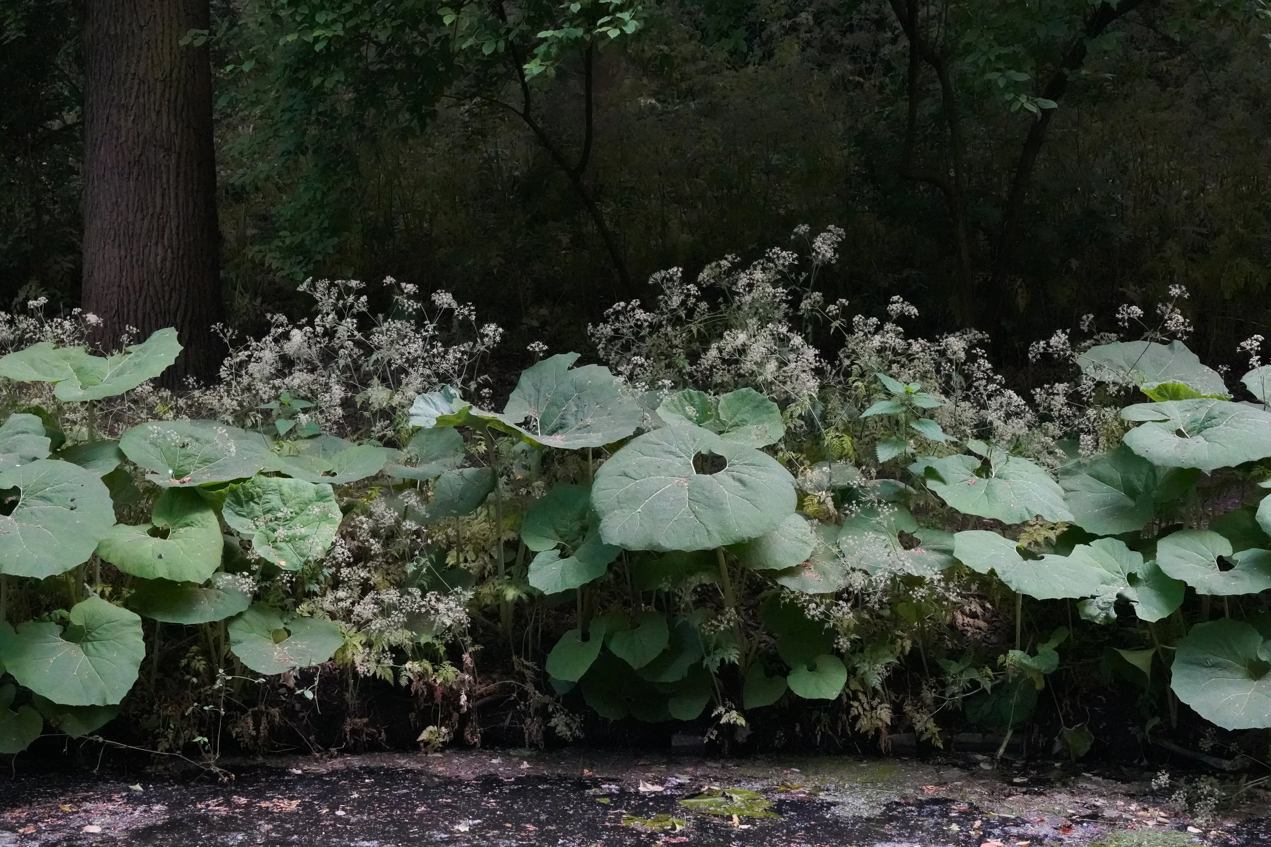 DSC03499.jpg