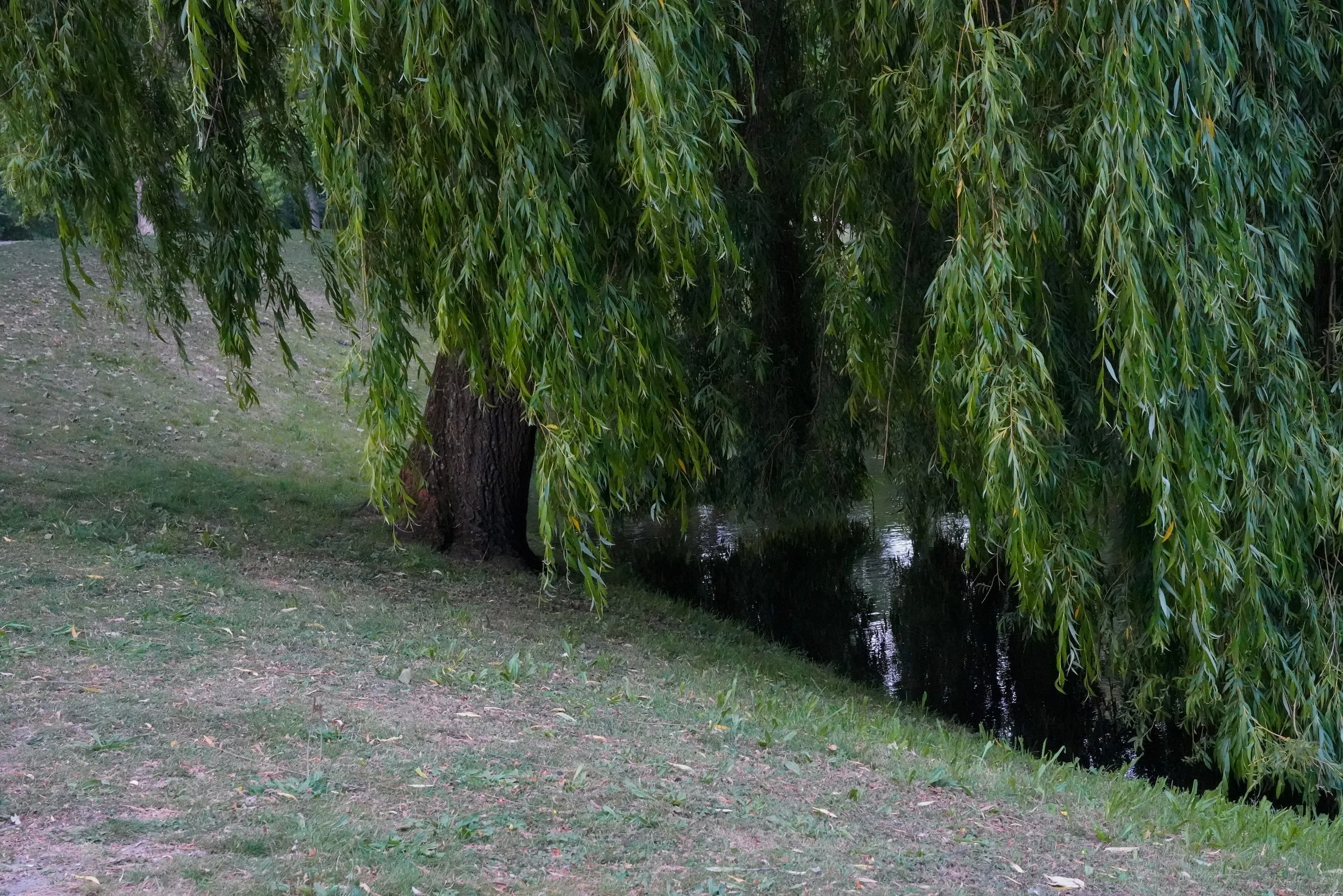 DSC03591.jpg