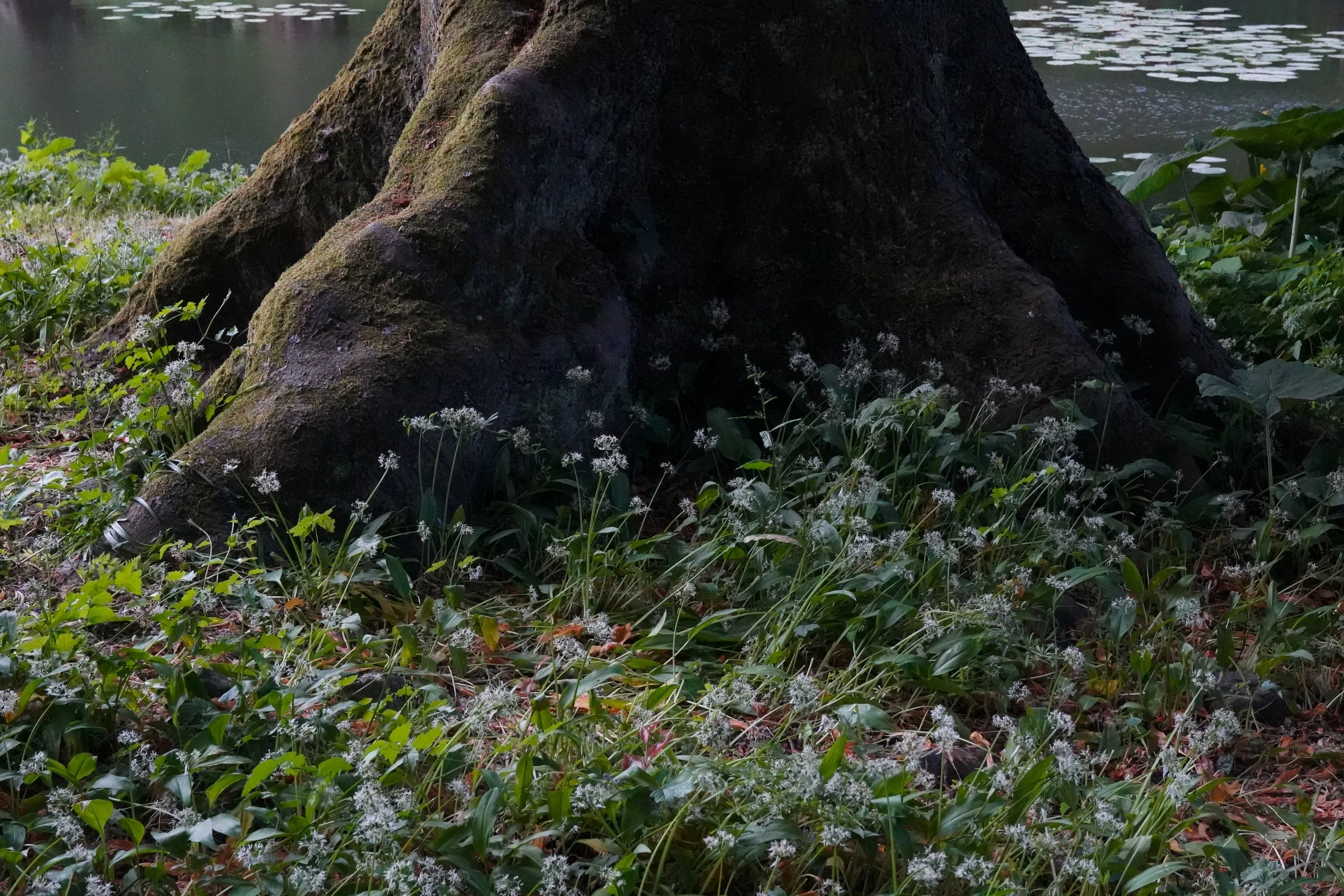 DSC03535.jpg