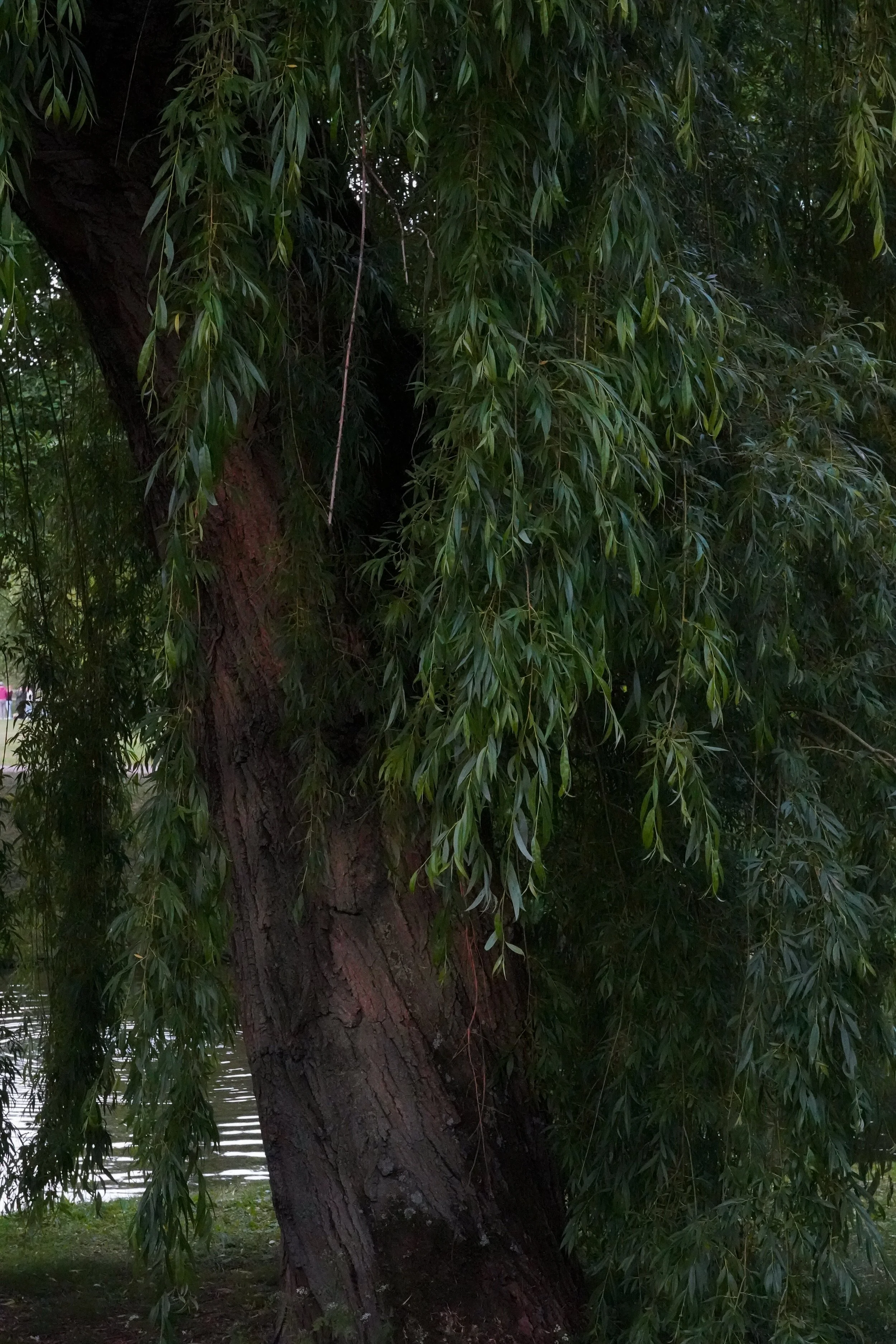 DSC03595.jpg