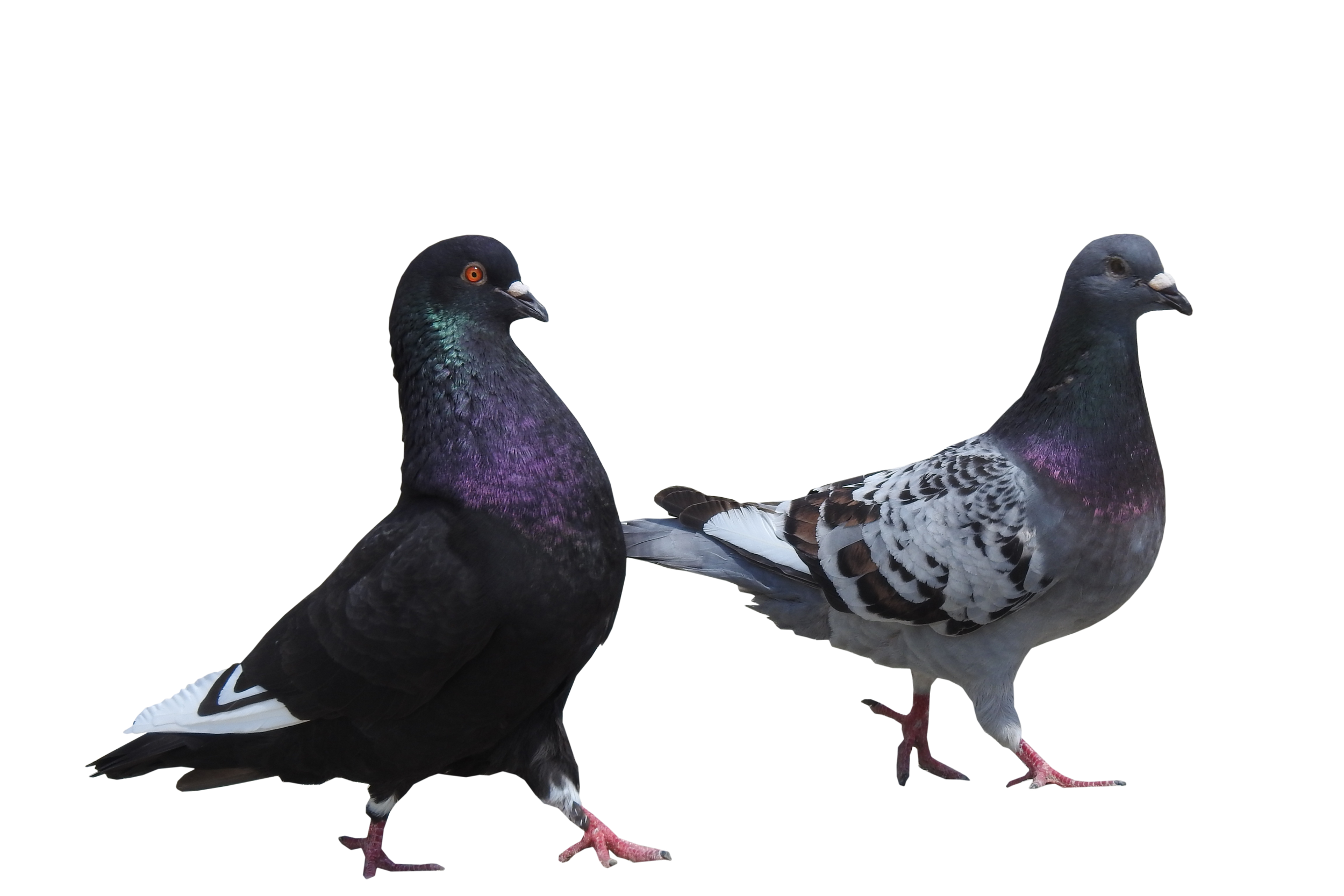 Unnützes Müllwissen - Teil 2