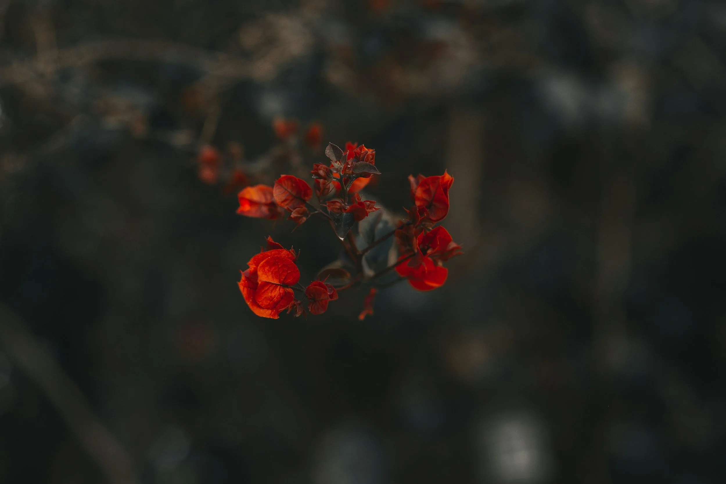 A Letter from the Wilderness: Open Wounds