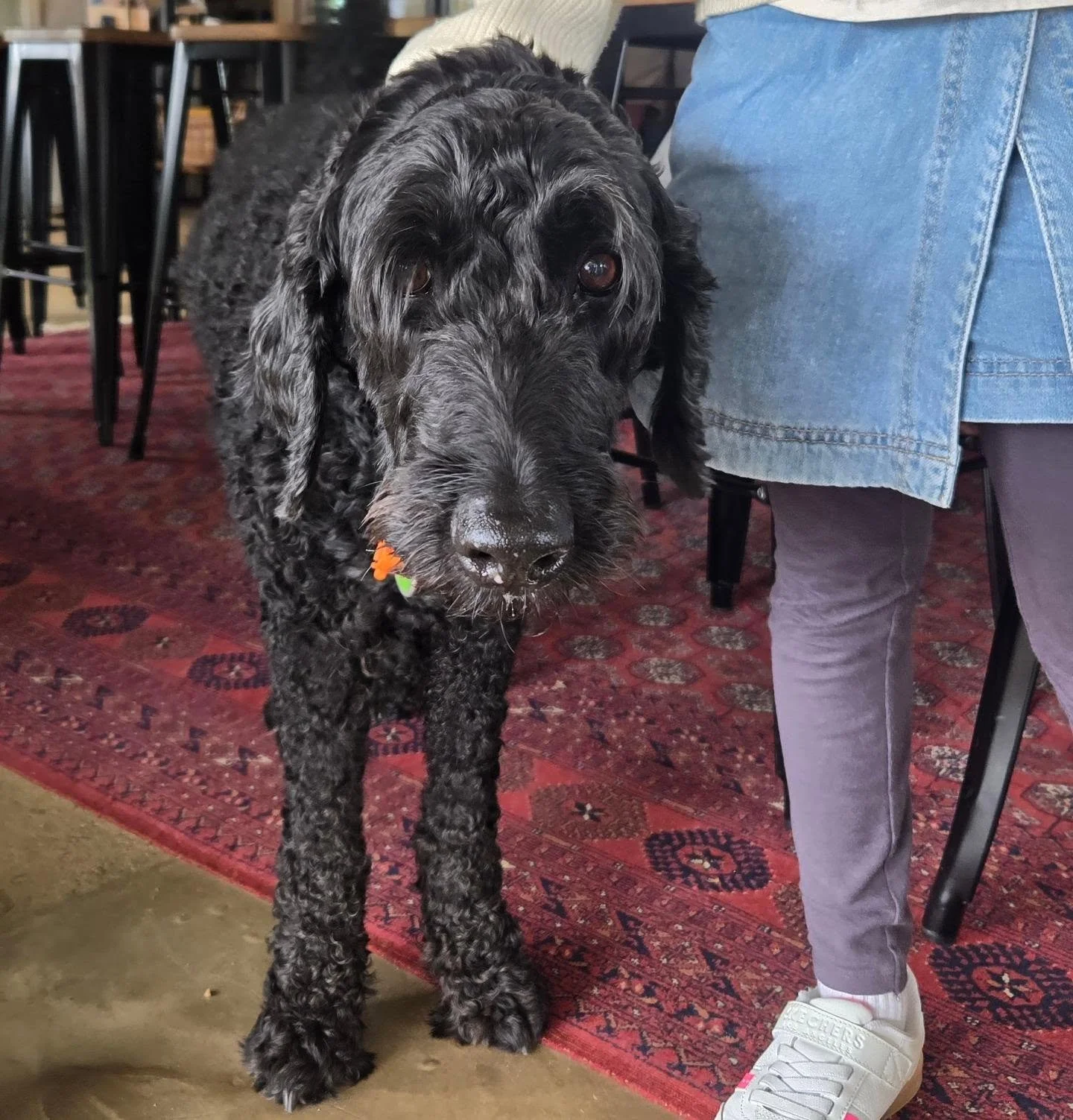 A very friendly welcome from Pongo the four-legged host at one of our favourite stops.. making for an extra special cellar door experience for my group. 🐶🐕🐾 @stormflowervineyard

#privatedrivermargaretriver  #margaretriverwineregion 
#margaretrive