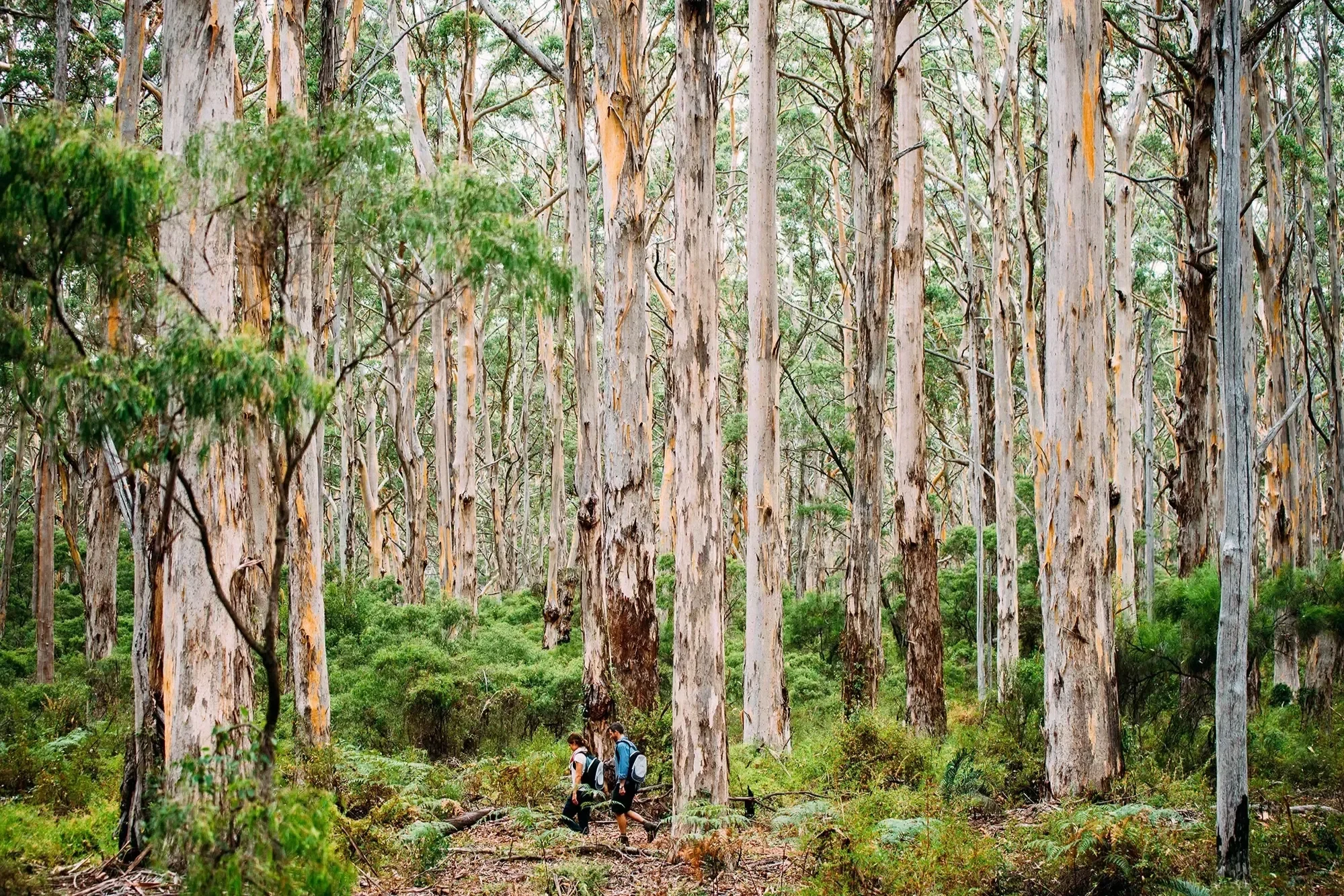 Boranup forest, scenic, attraction, tourist, site, beautiful, nature, tour, margaret river