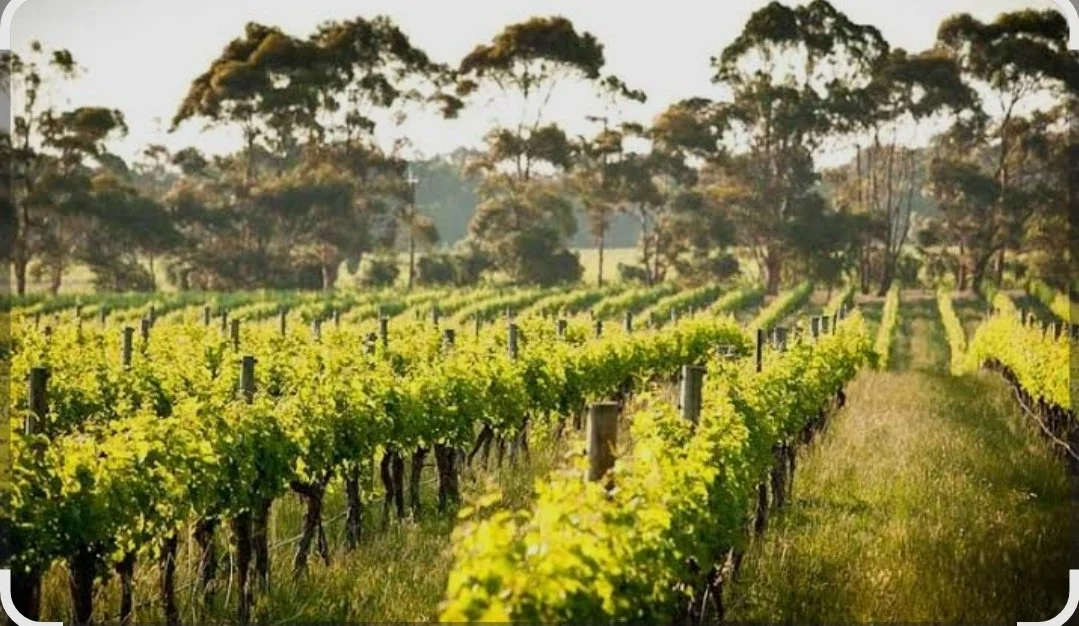 winery, tour, brewery, private driver, margaret river,  wine tasting, food, beer, gin, chocolate, scenic, attraction, group, couple