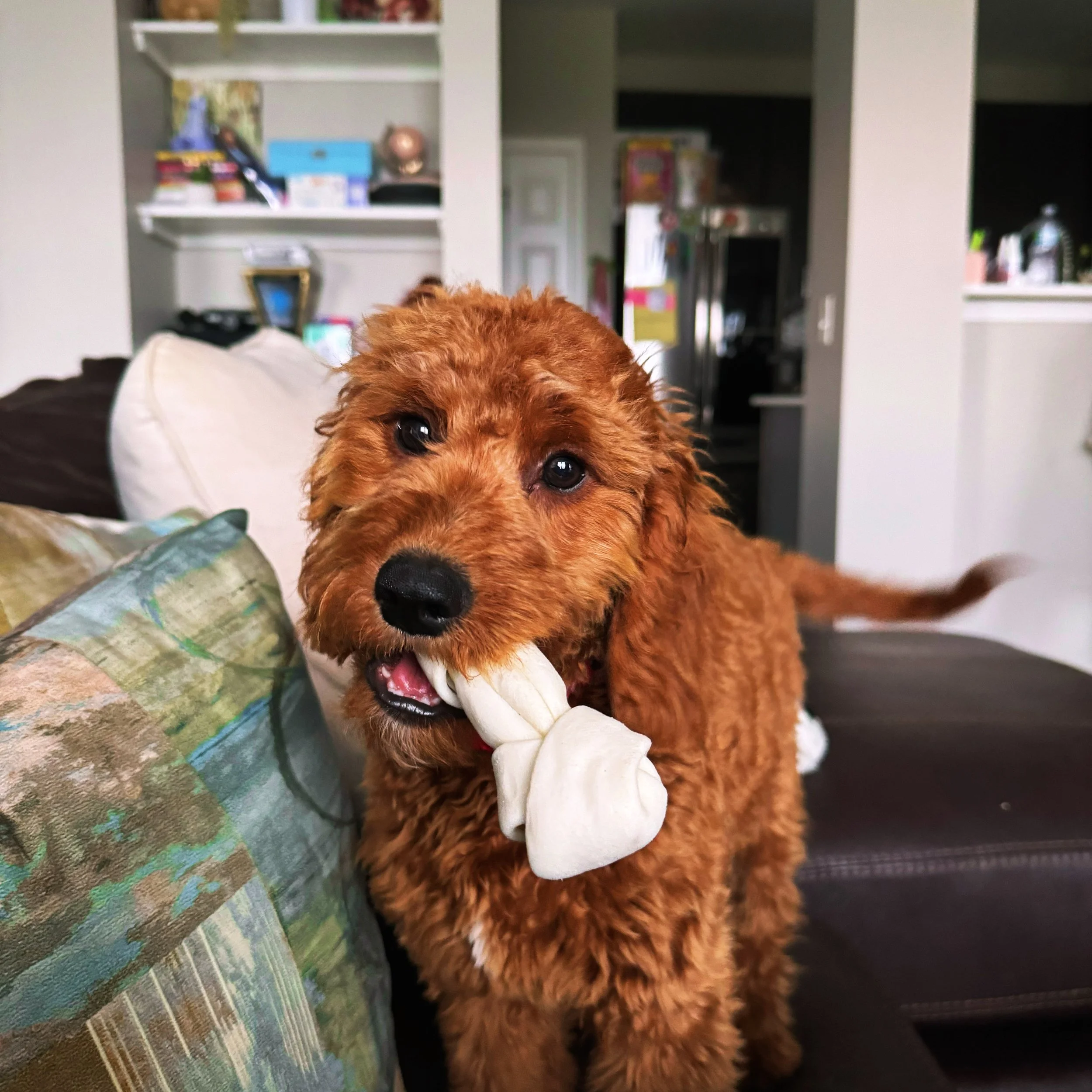 A brown curly-haired puppy holding a white chew toy in its mouth, sitting on a couch in a living room.