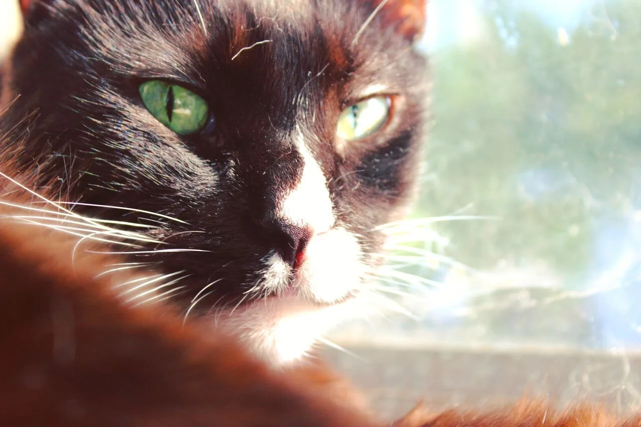 Close-up of a black and white cat with green eyes looking out a window.