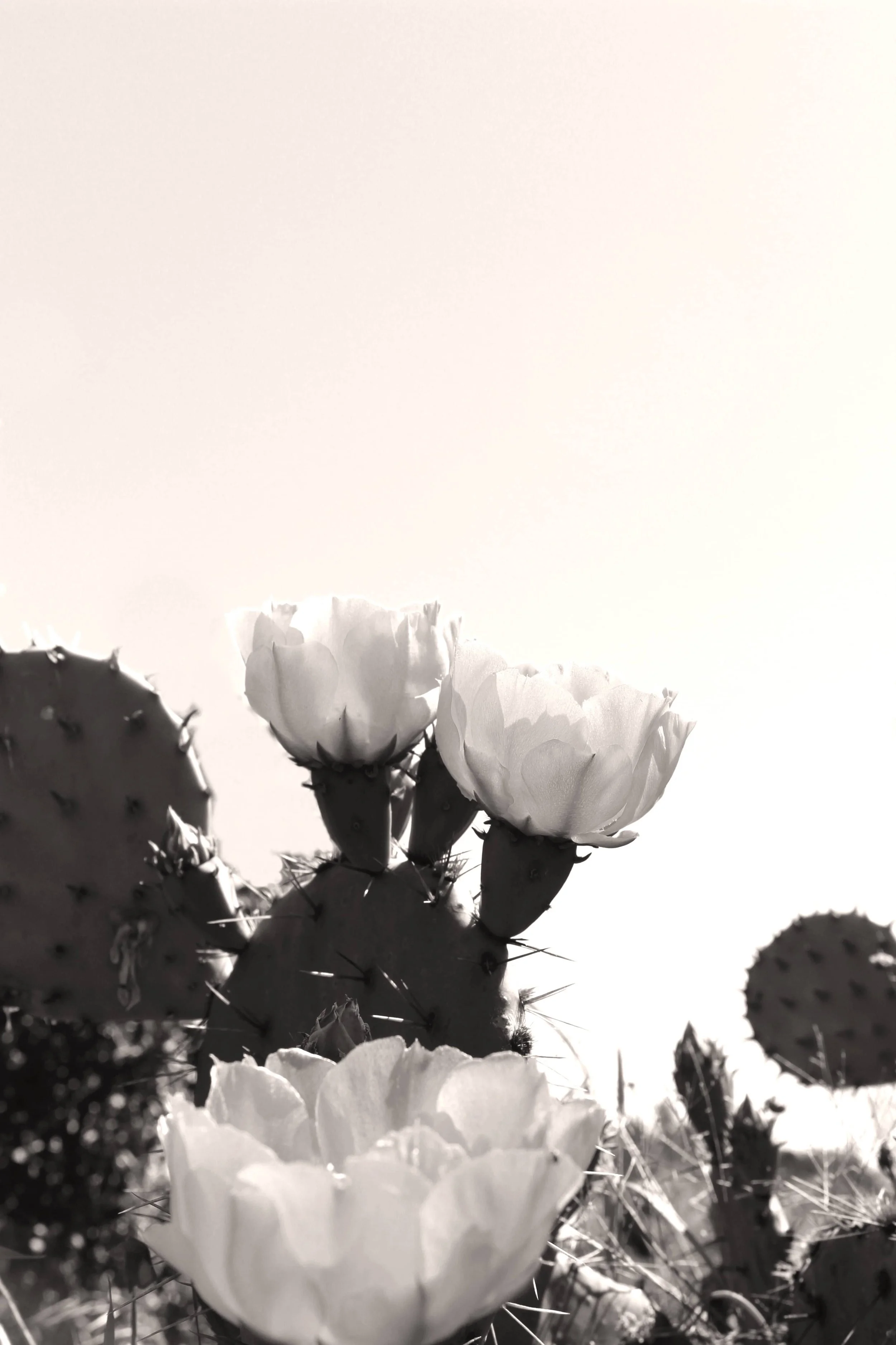 CactusFlower.jpg