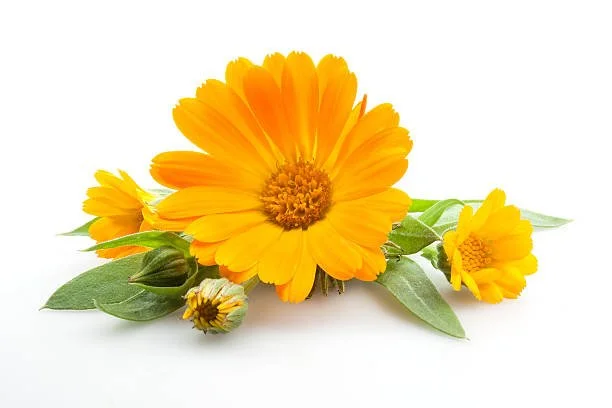 calendula.jpg