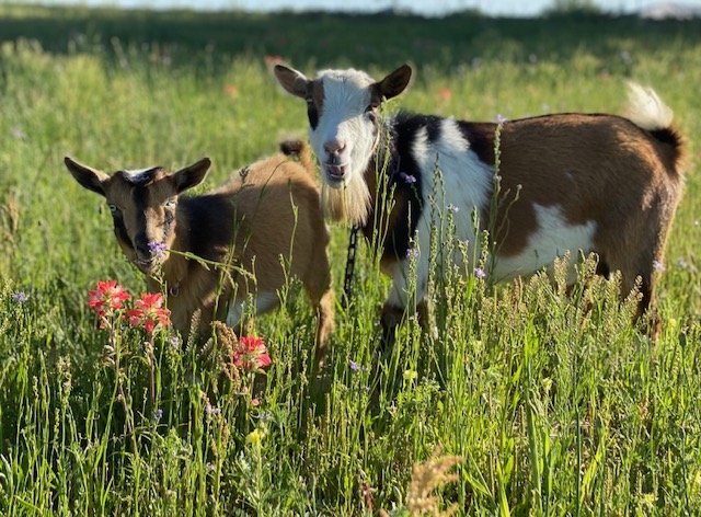 4.26.26 - Goats in the Garden - Community Day