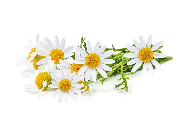 4.2.26 - Chamomile - Materia Medica Moonlit Meditation