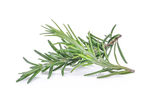 3.3.26 - Rosemary - Materia Medica Moonlit Meditation