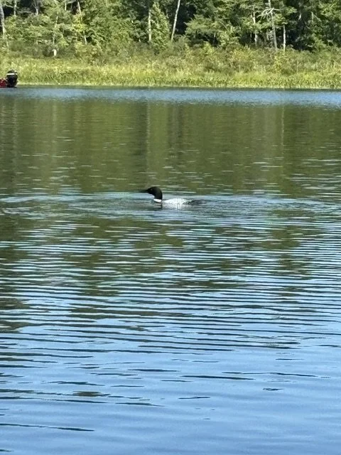       
  
       Common Loon, Uncommon Serenity     The Common Loon (Gavia immer), inhabitant of the lakes regions of North America, has beautifully serene and resilient qualities.  With its iconic black and white feathers, striking crimson red eyes 