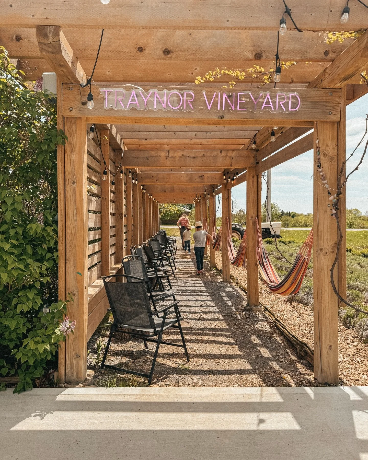 Hidden PEC gem: Wine 🍷, Art 🖼️ and Play 🛝! 

🍇Visiting a vineyard with little ones&mdash;possible? Absolutely, at @traynorvineyard in Prince Edward County! We spent 4 hours here, and the only complaint was having to leave. This was a family-centr