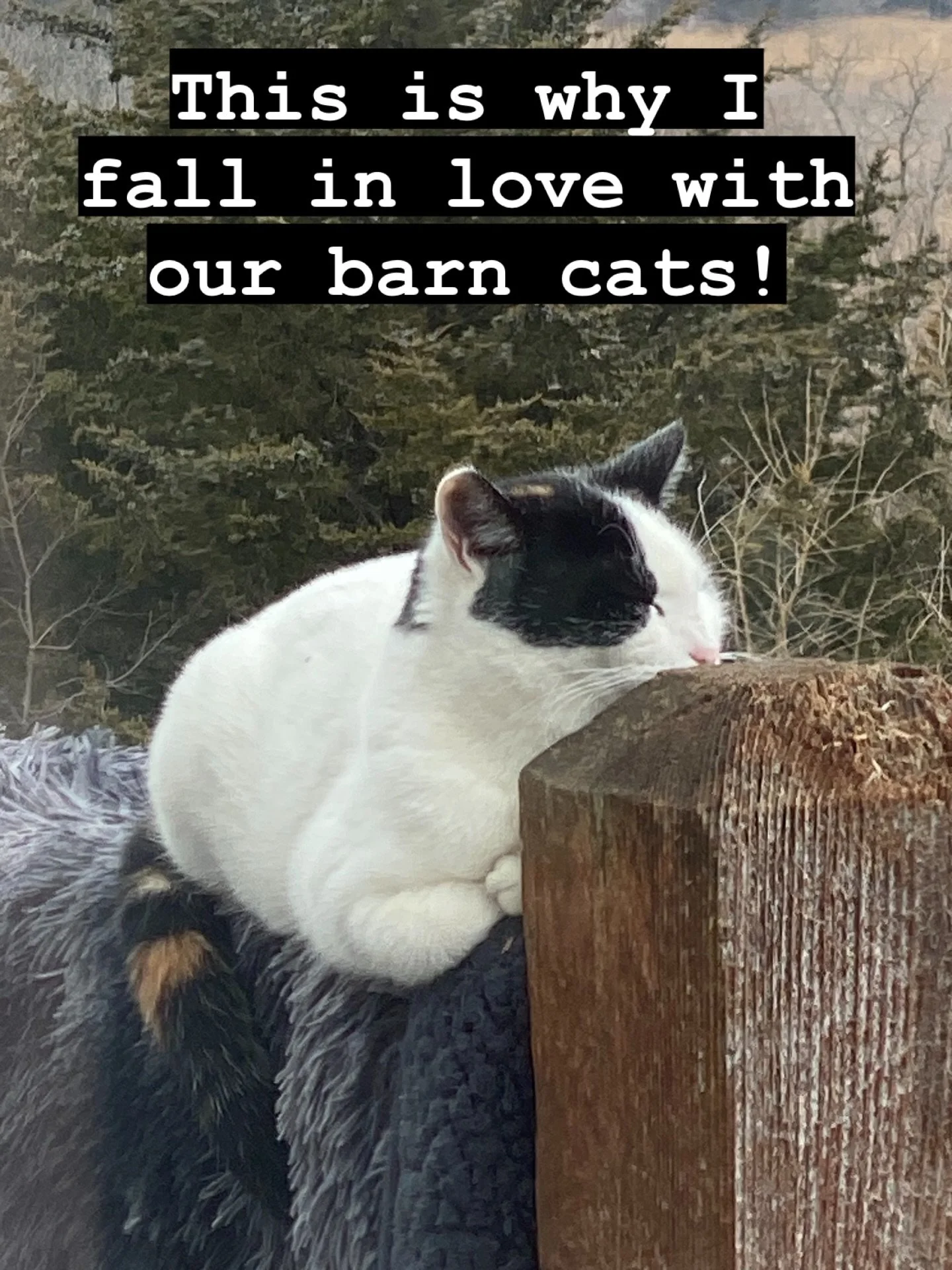 These babies help us with critters but also let us cuddle and love on them!  Our barn cats are the best!