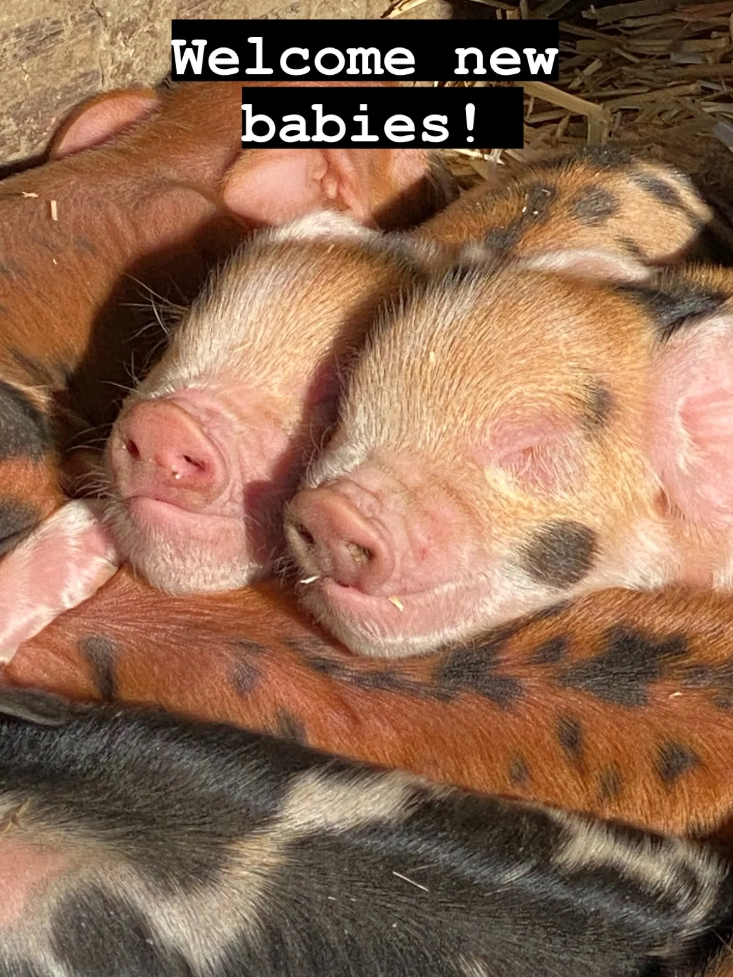 Momma Mable had a litter last night!  Stinking adorable!