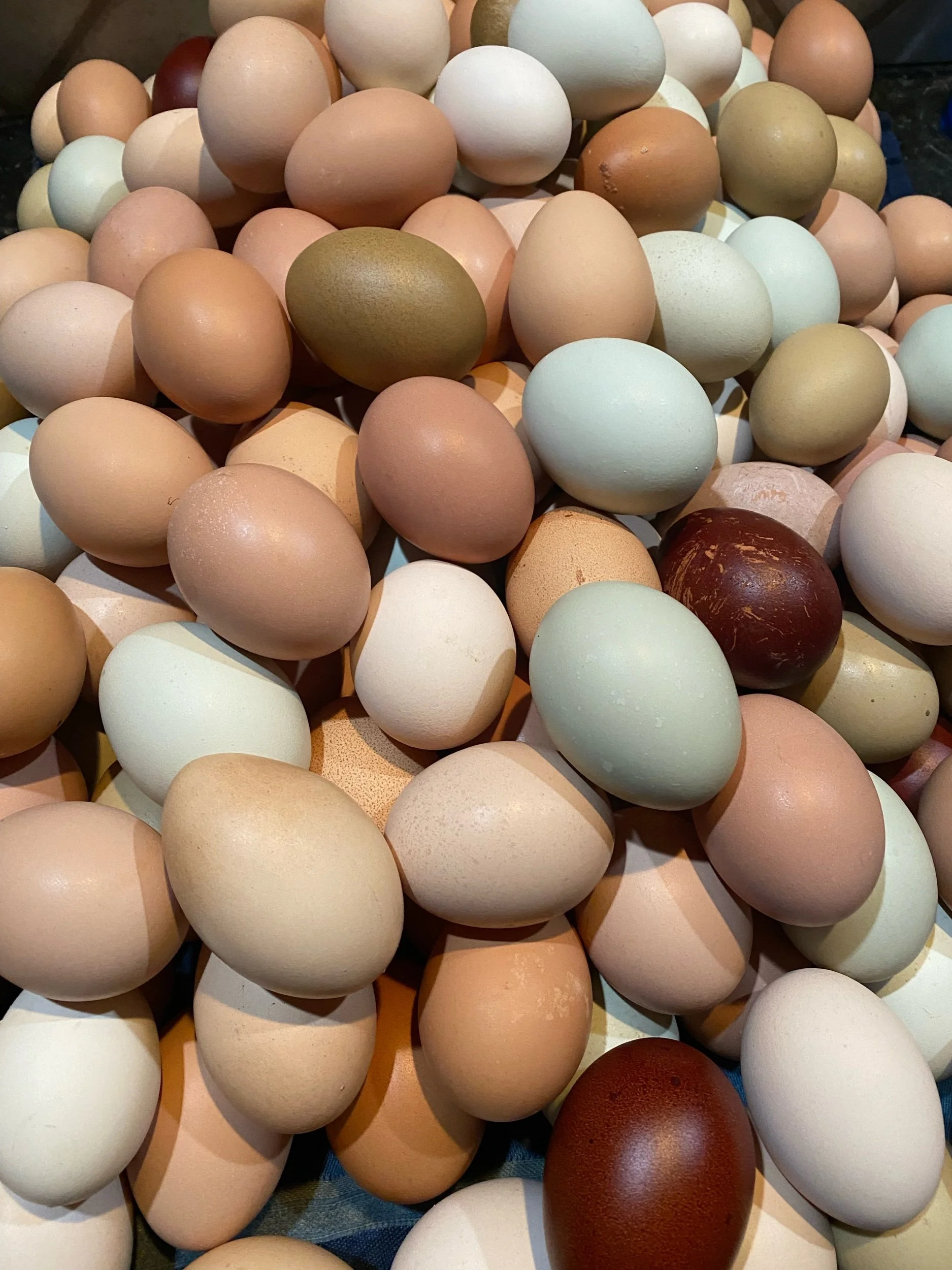Free Range Chicken Eggs - 1 Dozen