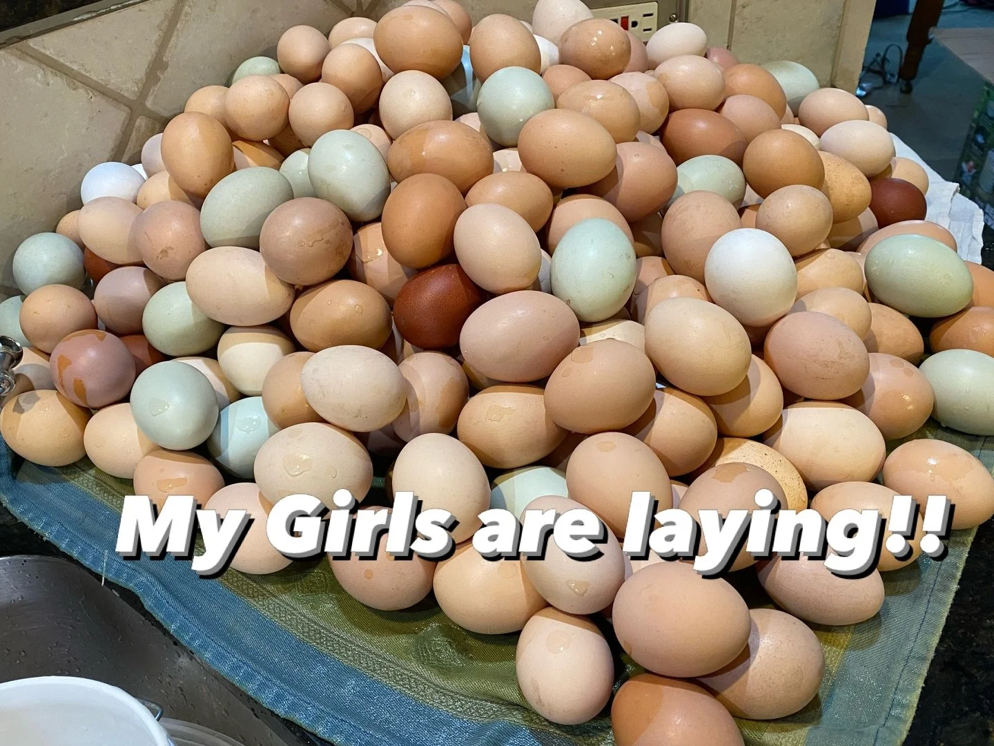 Guess how many eggs!!