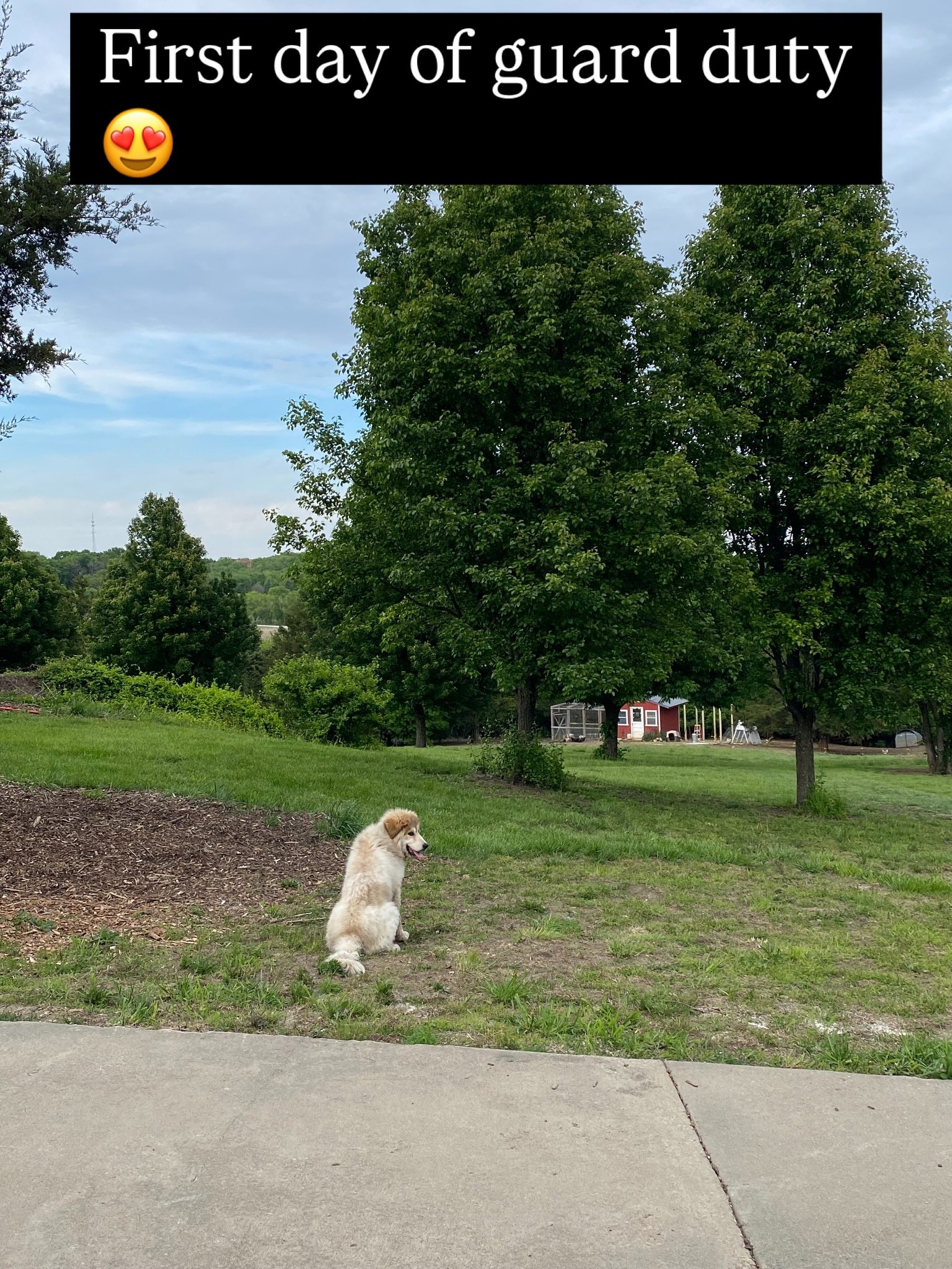 We picked up our new LGD today. He had an amazing start with the breeders and walked around our yard 50 million times smelling and getting the lay of the land. Sander is so smart and eager to please. I think we will be just fine.
