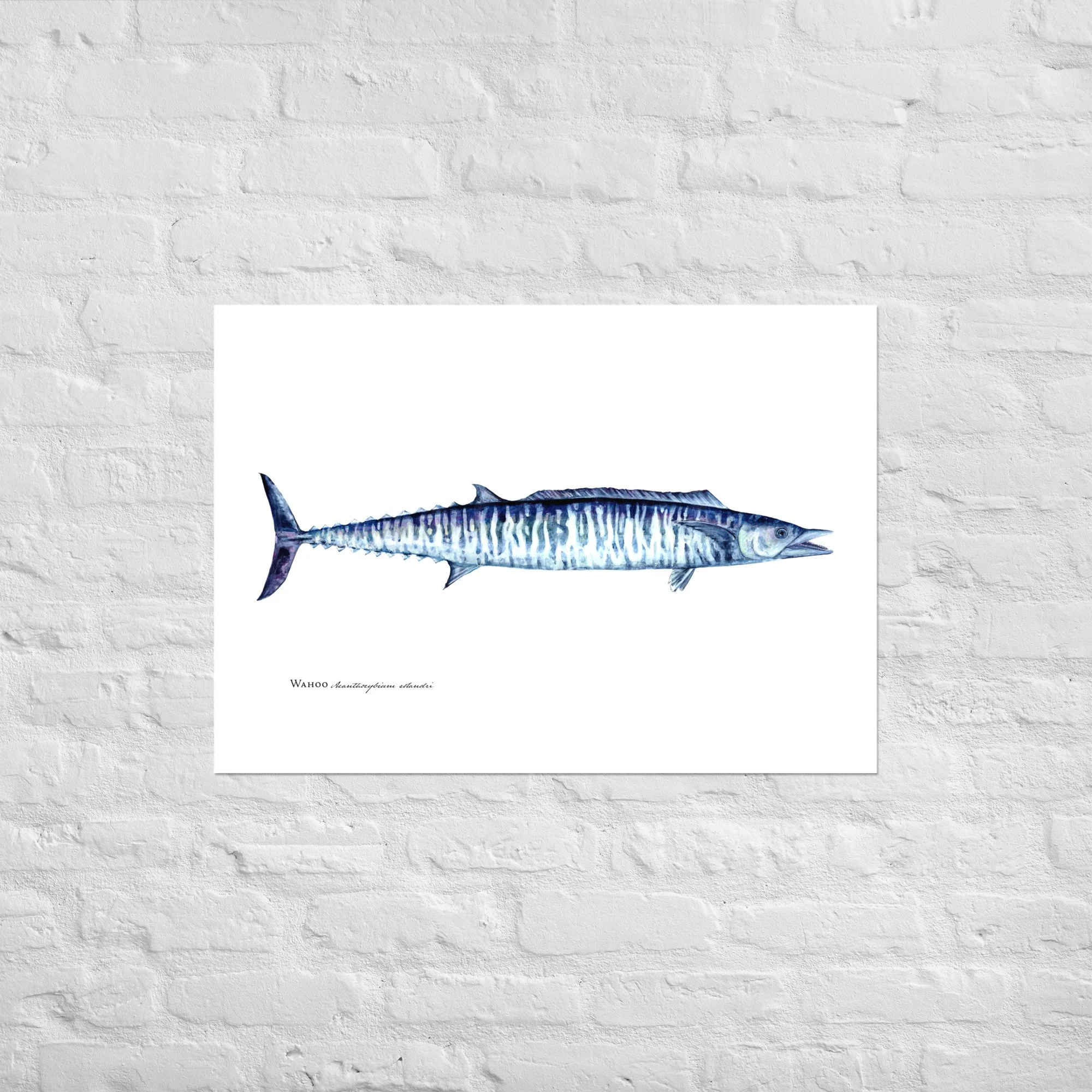 Wahoo Scientific Fish Print | Coastal Marine Art by Melissa MacMichael ...