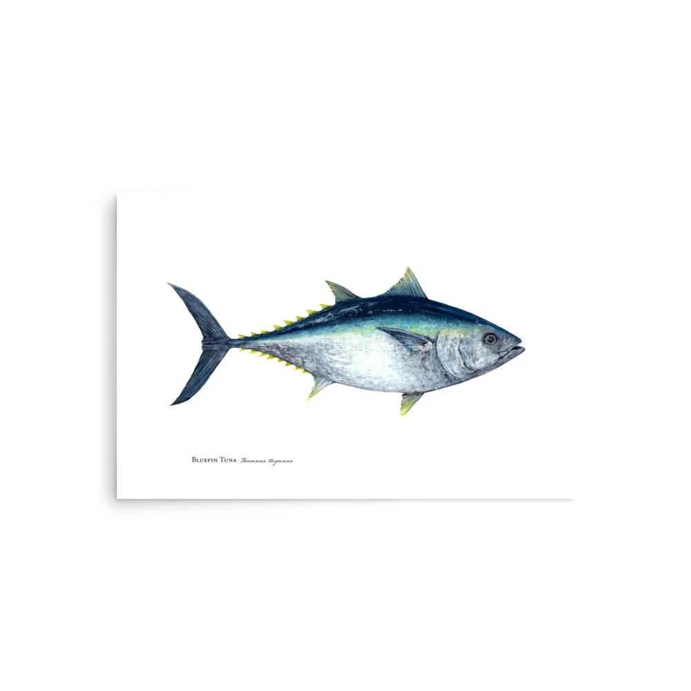 Bluefin Tuna - Thunnus Thynnus • Scientific Species Art Poster