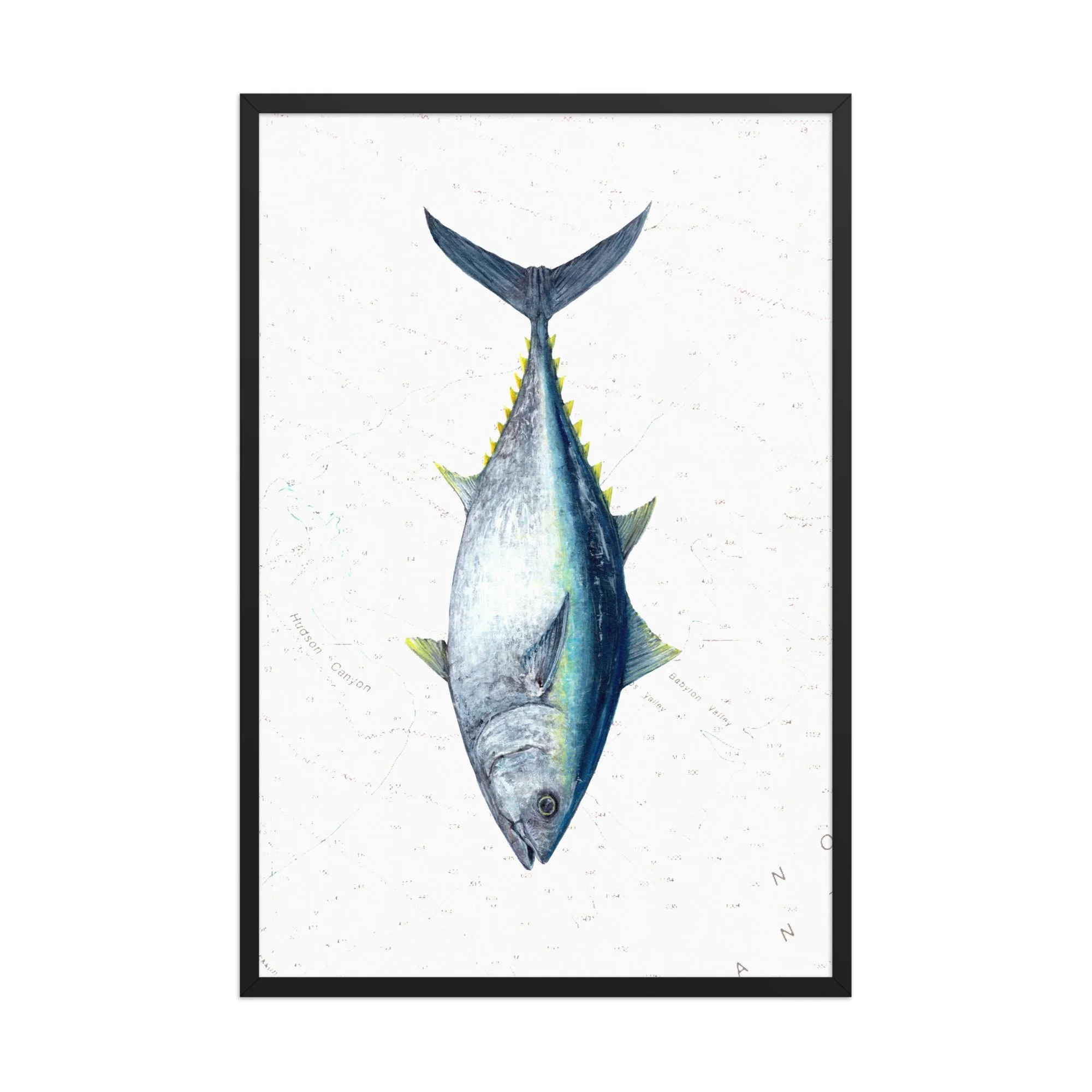 Detailed illustration of an Atlantic bluefin tuna displayed vertically over a vintage nautical chart background featuring offshore contour lines and soundings.