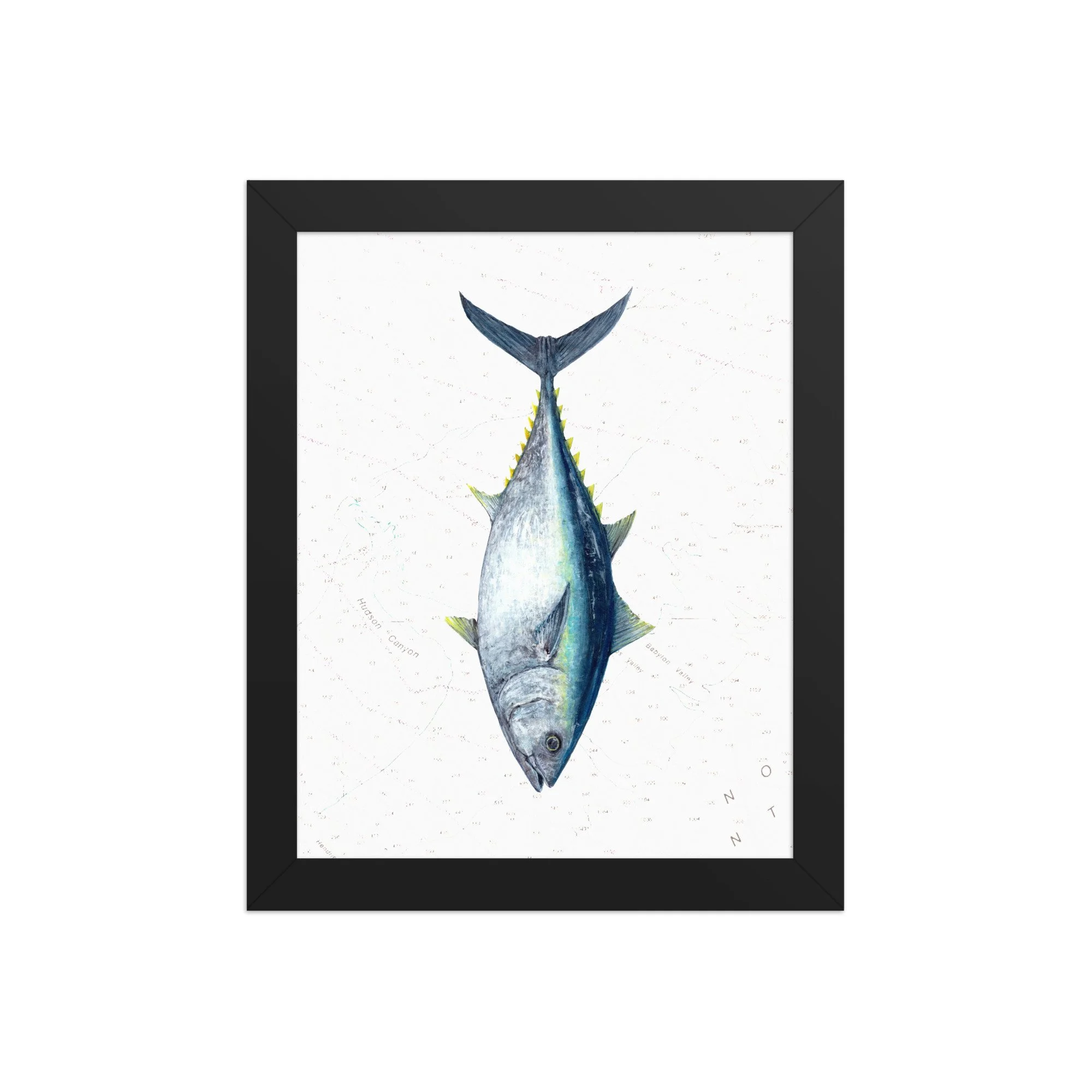 Detailed illustration of an Atlantic bluefin tuna displayed vertically over a vintage nautical chart background featuring offshore contour lines and soundings.