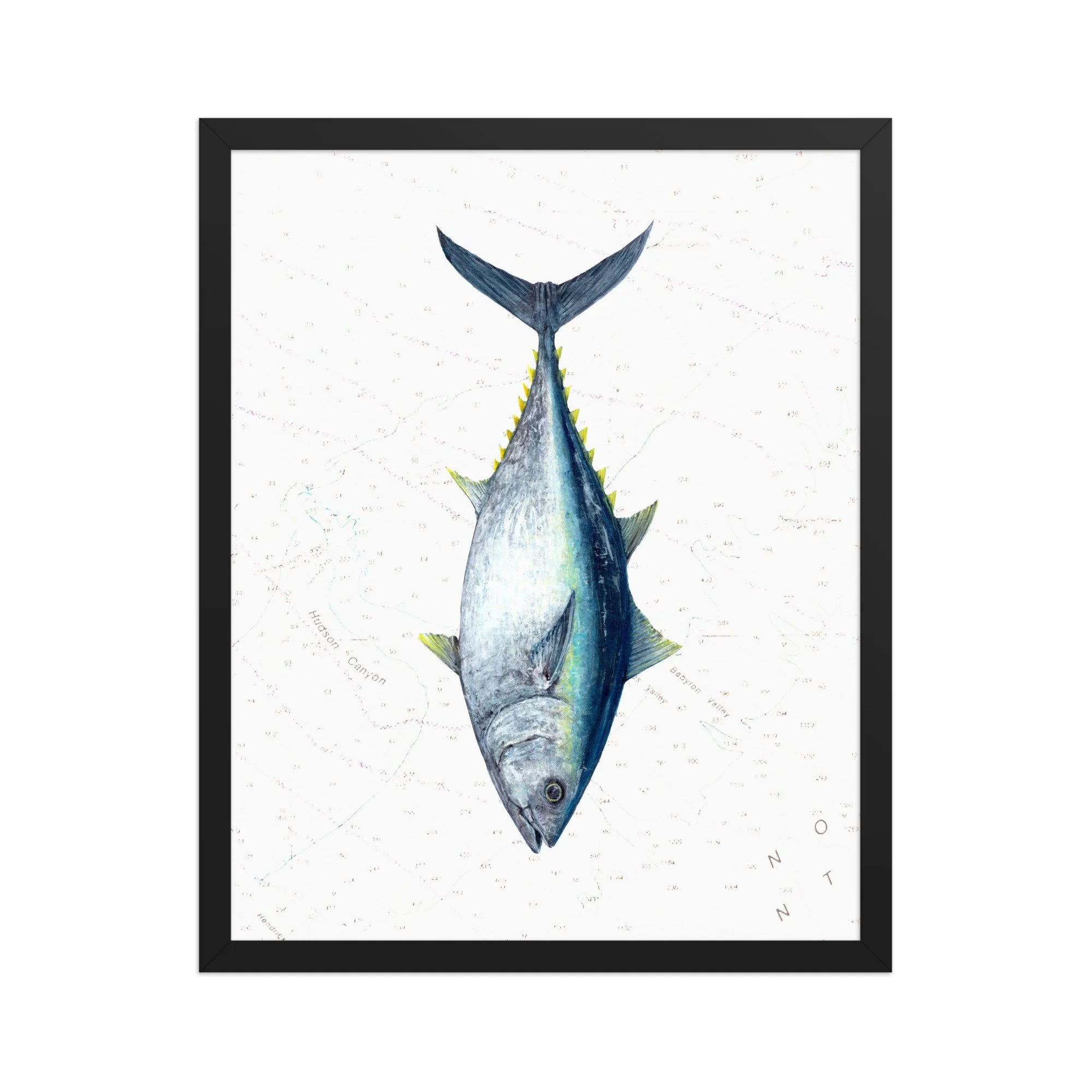 Detailed illustration of an Atlantic bluefin tuna displayed vertically over a vintage nautical chart background featuring offshore contour lines and soundings.