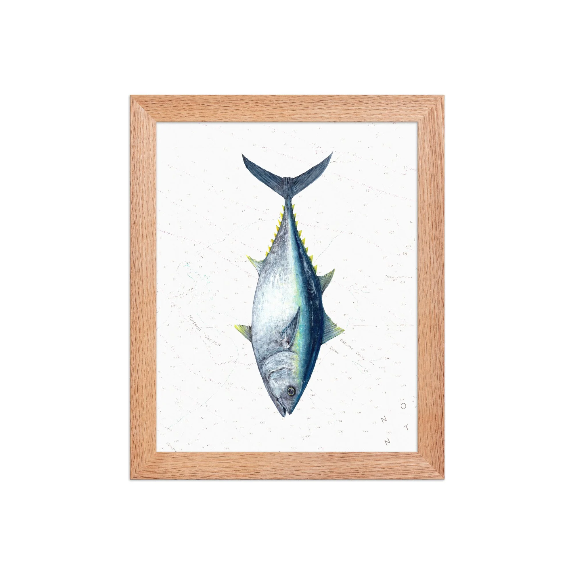 Detailed illustration of an Atlantic bluefin tuna displayed vertically over a vintage nautical chart background featuring offshore contour lines and soundings.