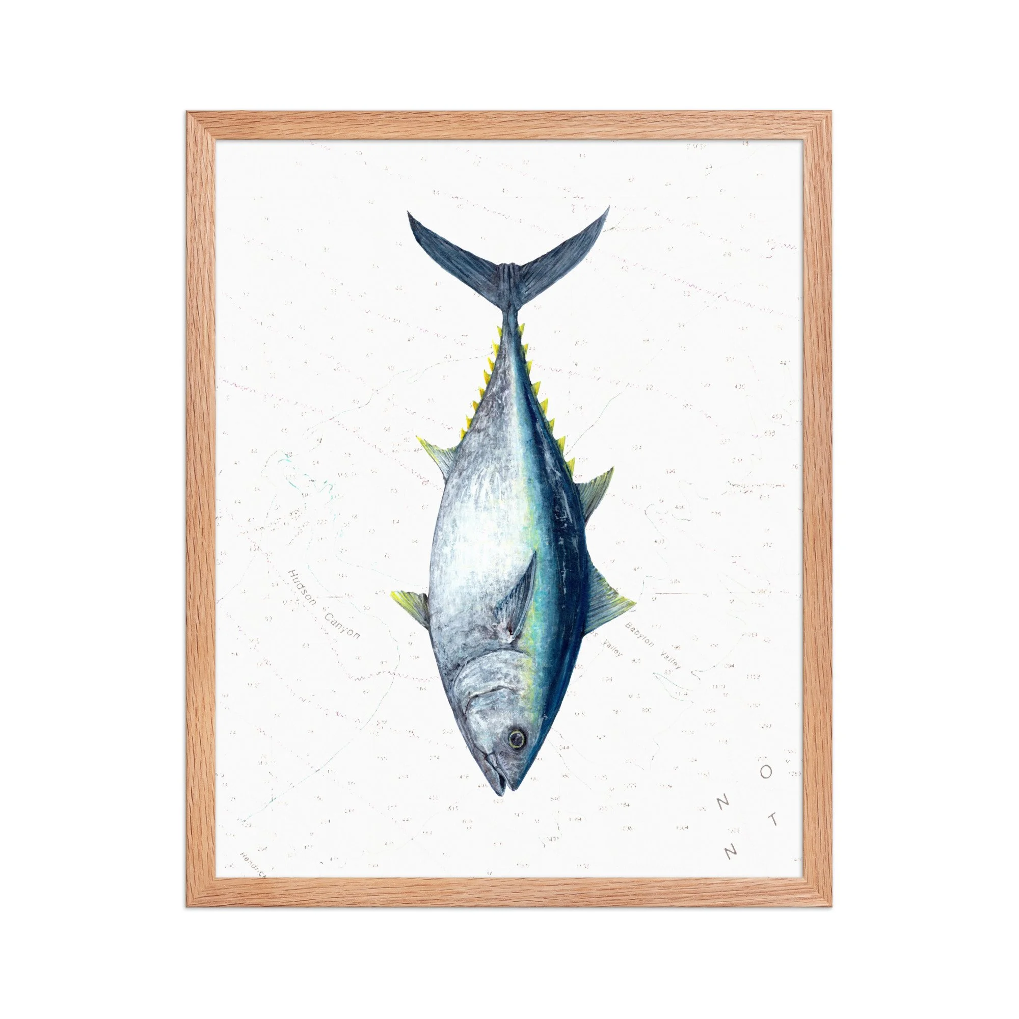 Detailed illustration of an Atlantic bluefin tuna displayed vertically over a vintage nautical chart background featuring offshore contour lines and soundings.