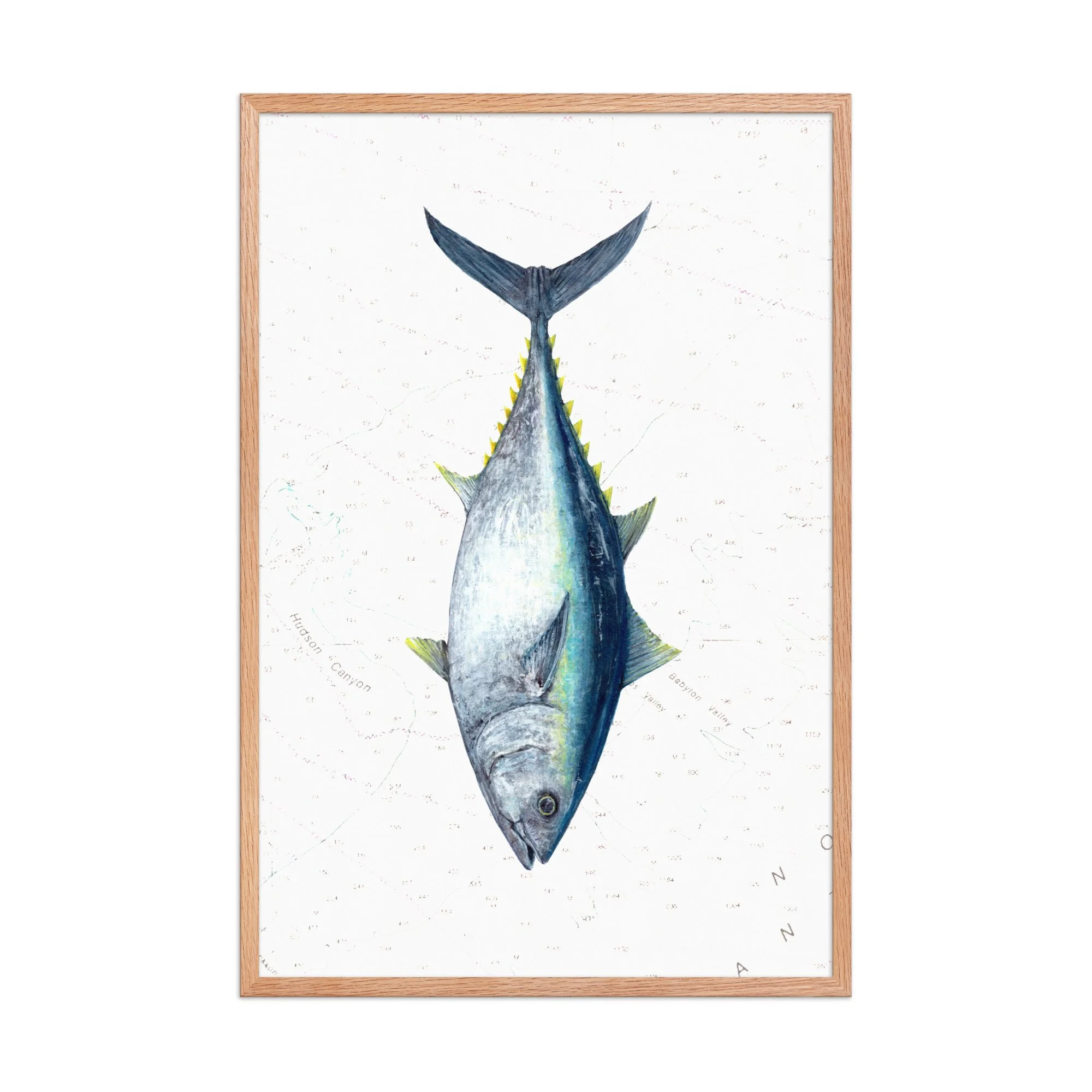 Detailed illustration of an Atlantic bluefin tuna displayed vertically over a vintage nautical chart background featuring offshore contour lines and soundings.