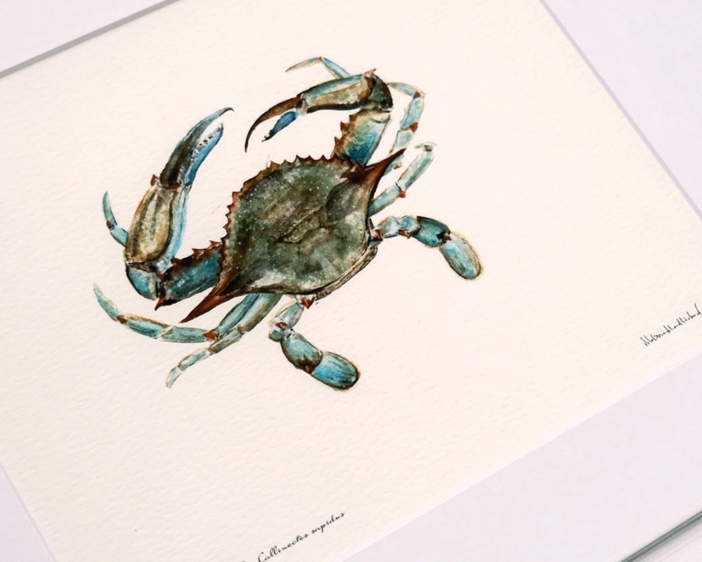 md-blue-crab-watercolor-study-asfprint-perspective.jpg