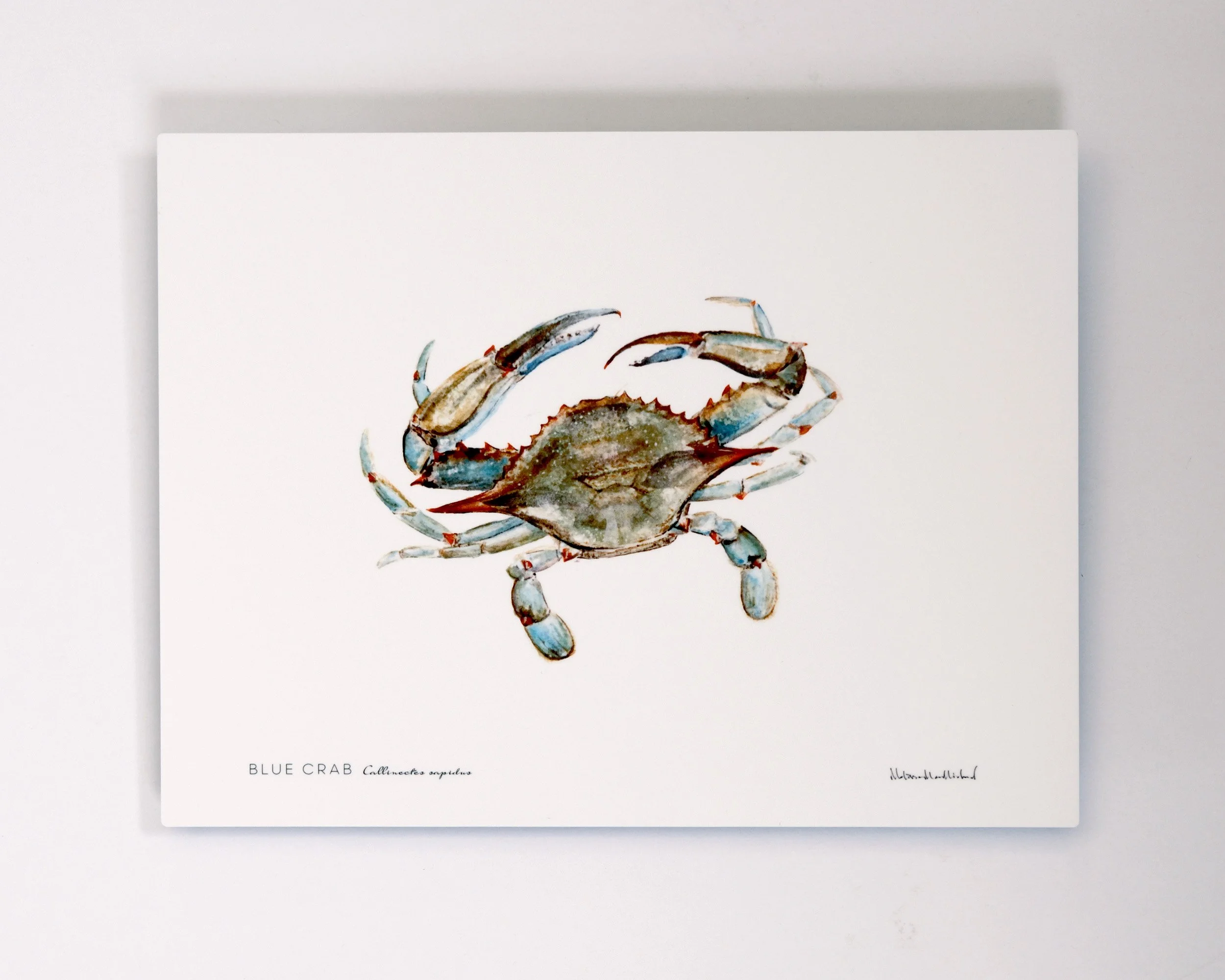 md-blue-crab-metal-print-WEB.jpg